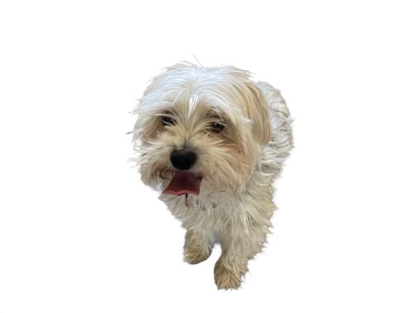 /lostandfound/images/lnfpets/original/138203_tphoto.jpeg