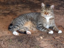 /lostandfound/images/lnfpets/original/150247_tphoto.jpg