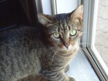 /lostandfound/images/lnfpets/original/150250_tphoto.jpg