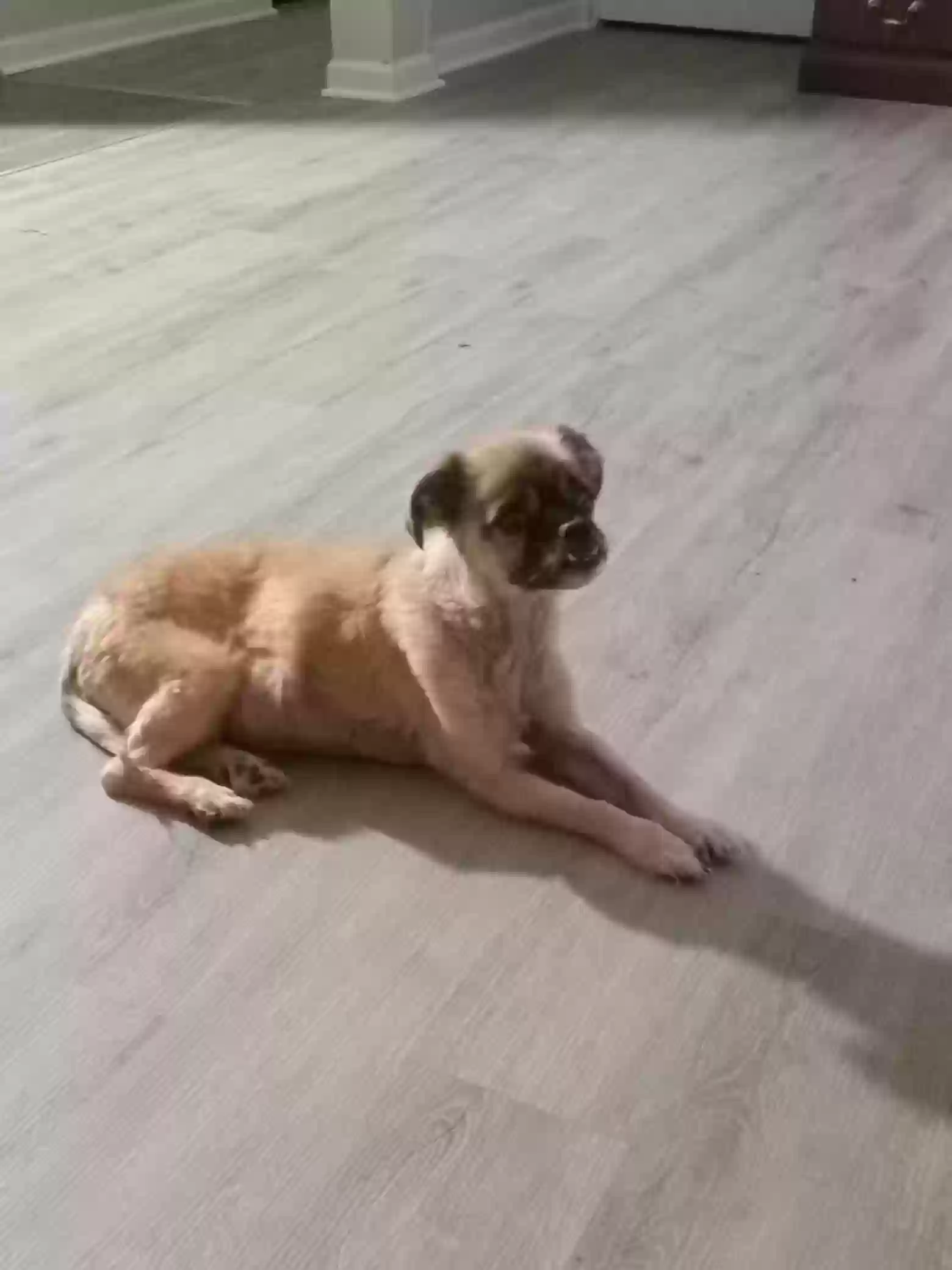 /lostandfound/images/lnfpets/original/15032_155680_9983_20220914_201110.webp