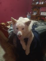 /lostandfound/images/lnfpets/original/154889_tnphoto.jpg