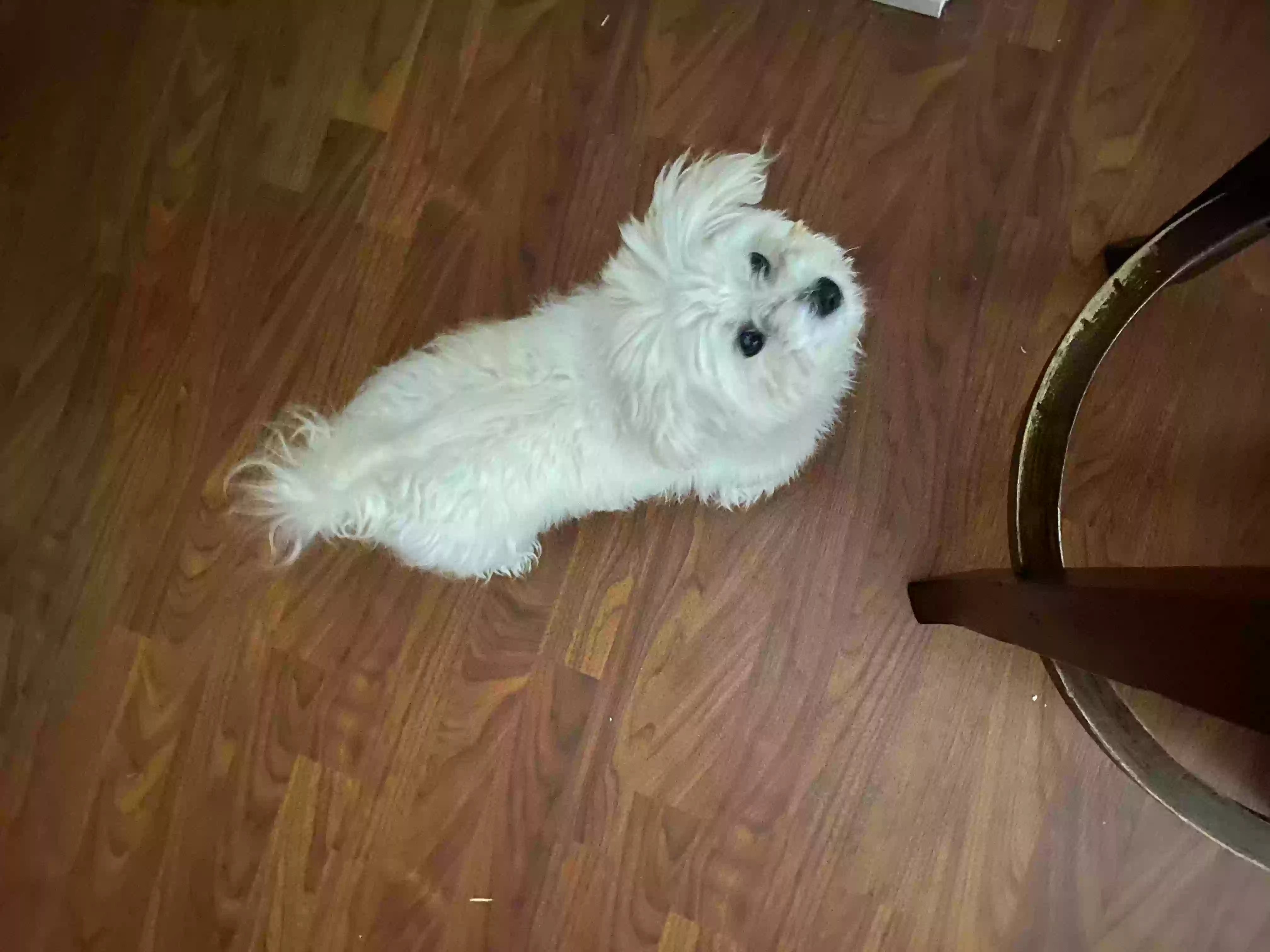 /lostandfound/images/lnfpets/original/155508_photo.webp