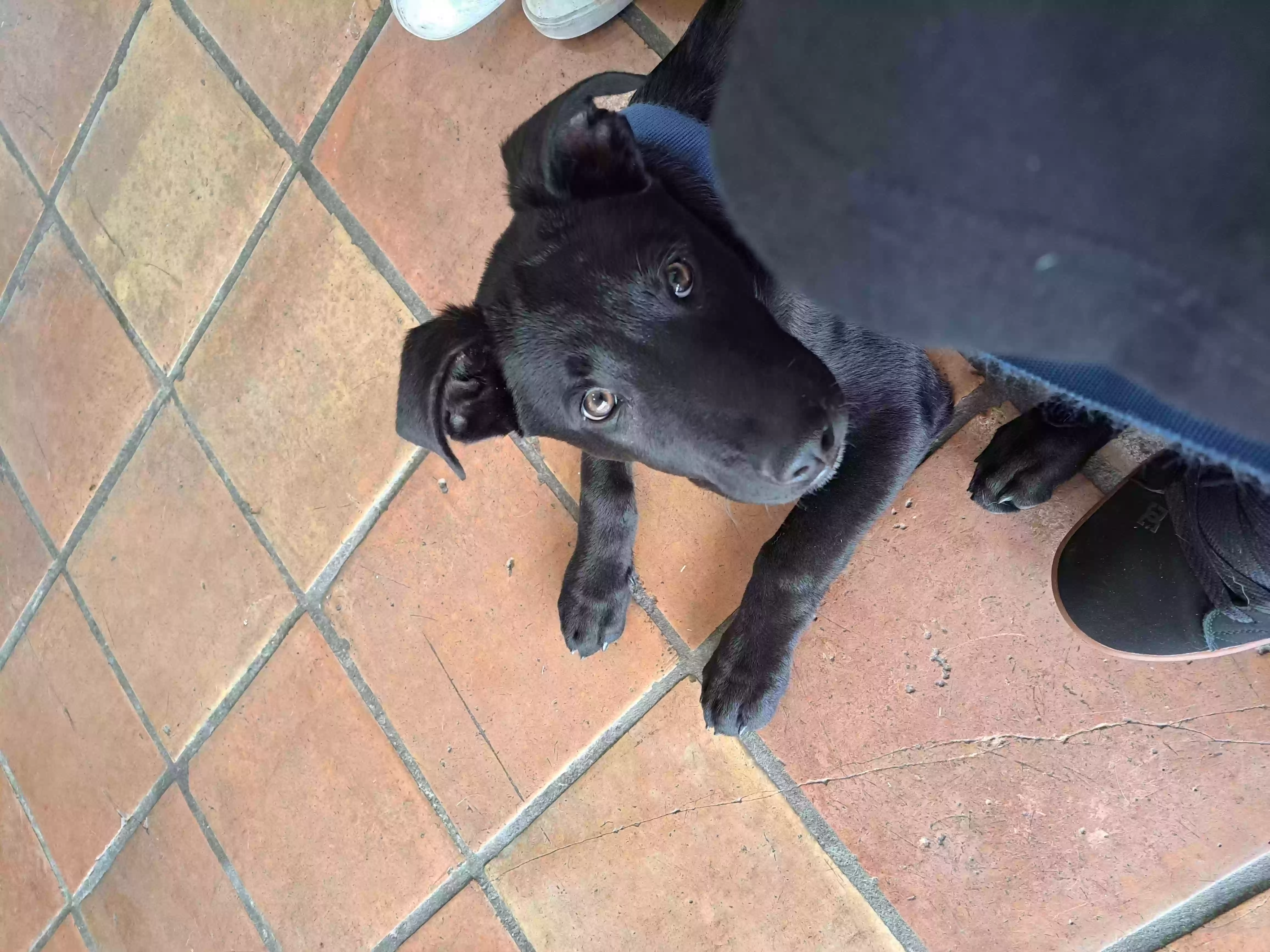 /lostandfound/images/lnfpets/original/155531_photo.webp