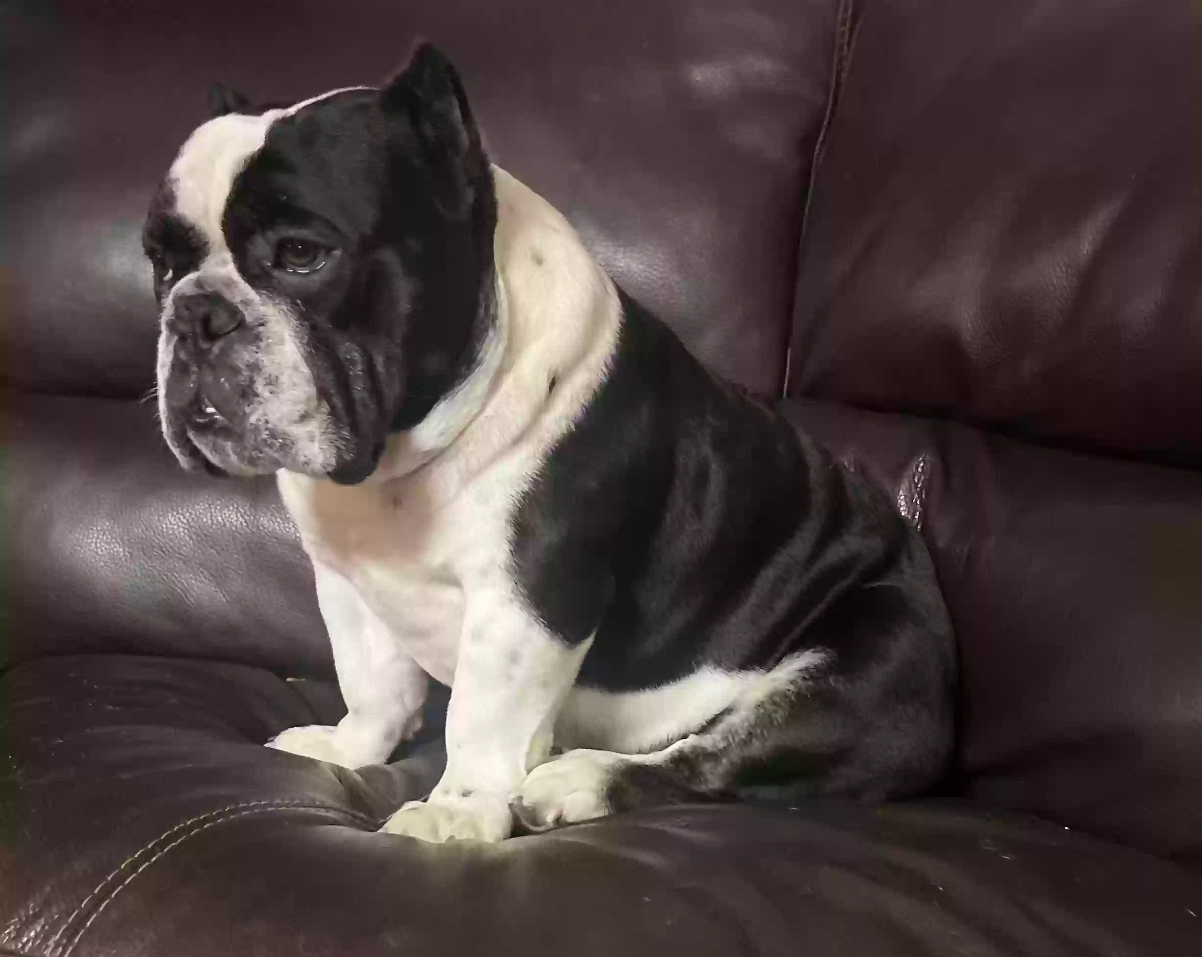 /lostandfound/images/lnfpets/original/155541_photo.webp