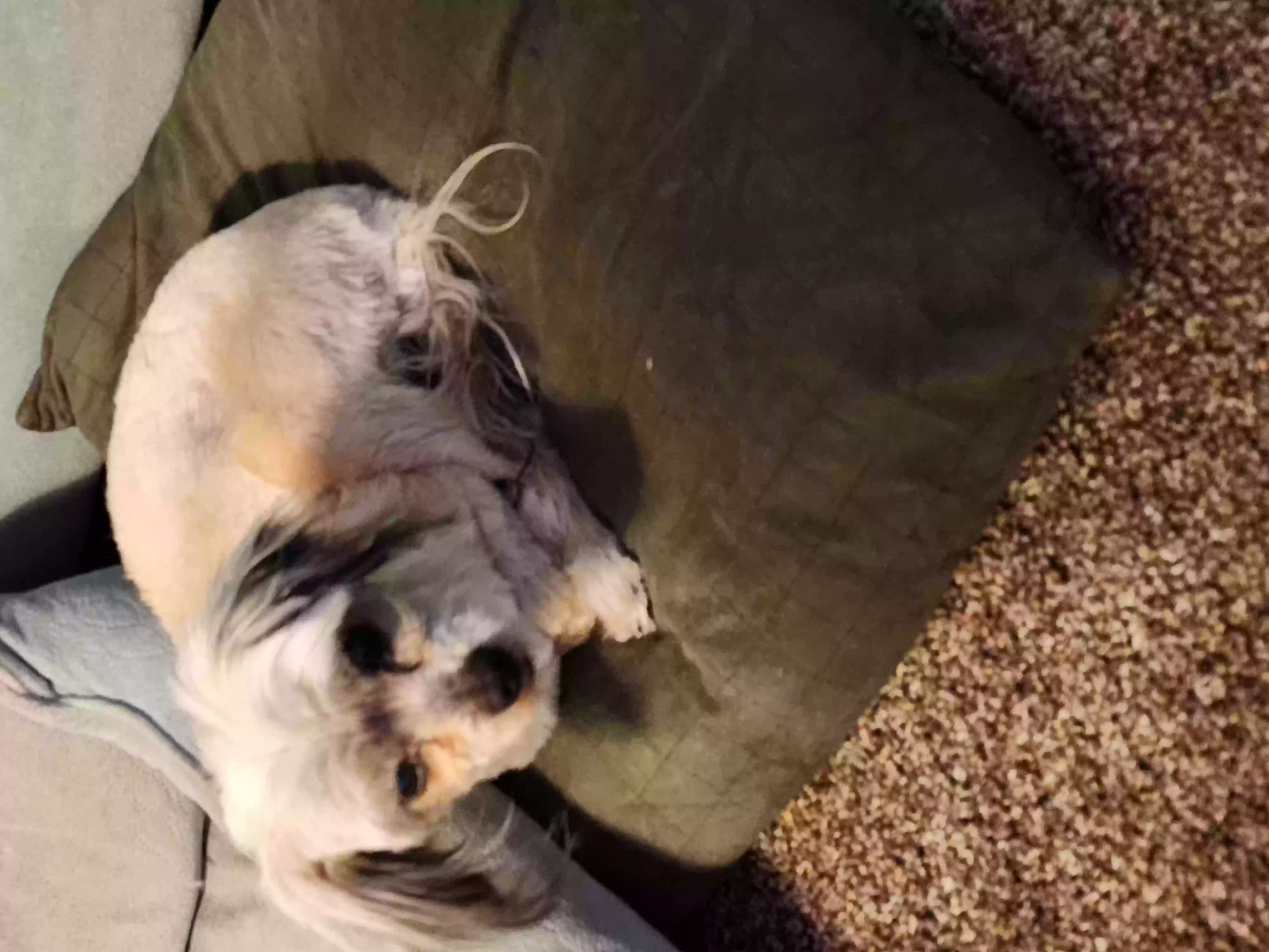 /lostandfound/images/lnfpets/original/155548_photo.webp
