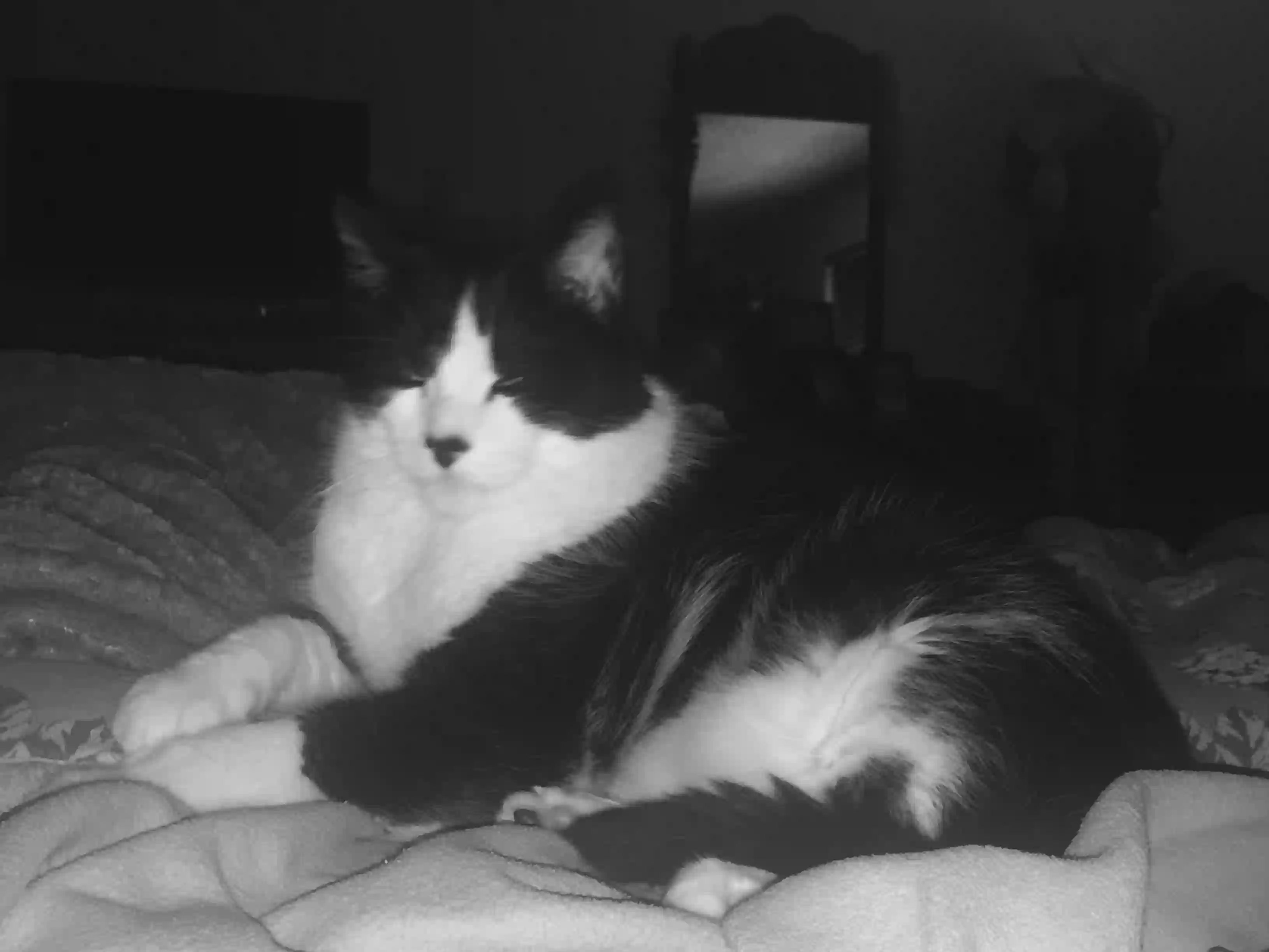 /lostandfound/images/lnfpets/original/155583_photo.webp
