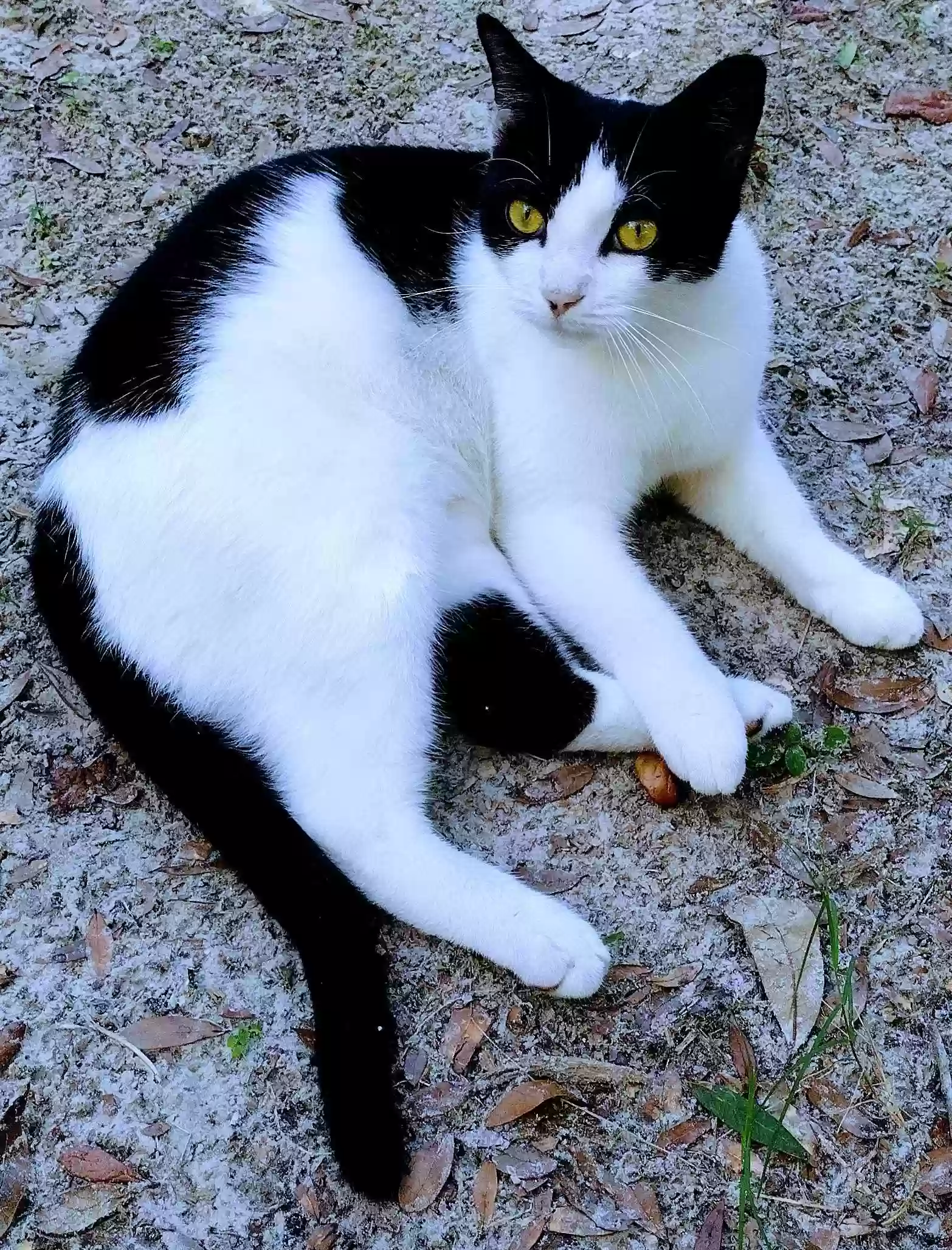 /lostandfound/images/lnfpets/original/155648_photo.webp