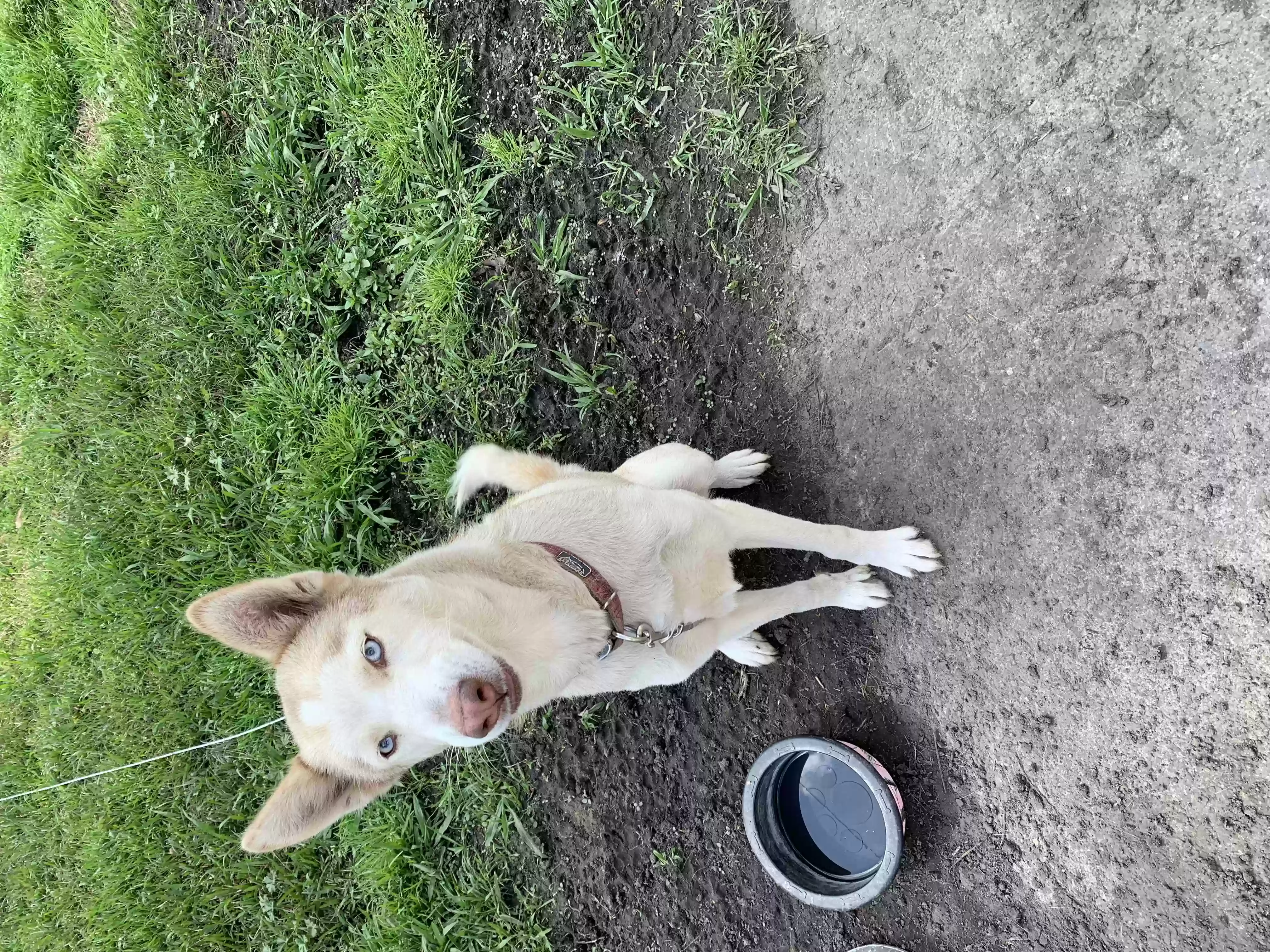 /lostandfound/images/lnfpets/original/155689_photo.webp