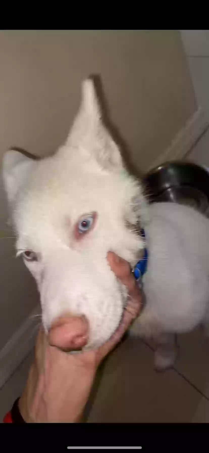 /lostandfound/images/lnfpets/original/155696_photo.webp