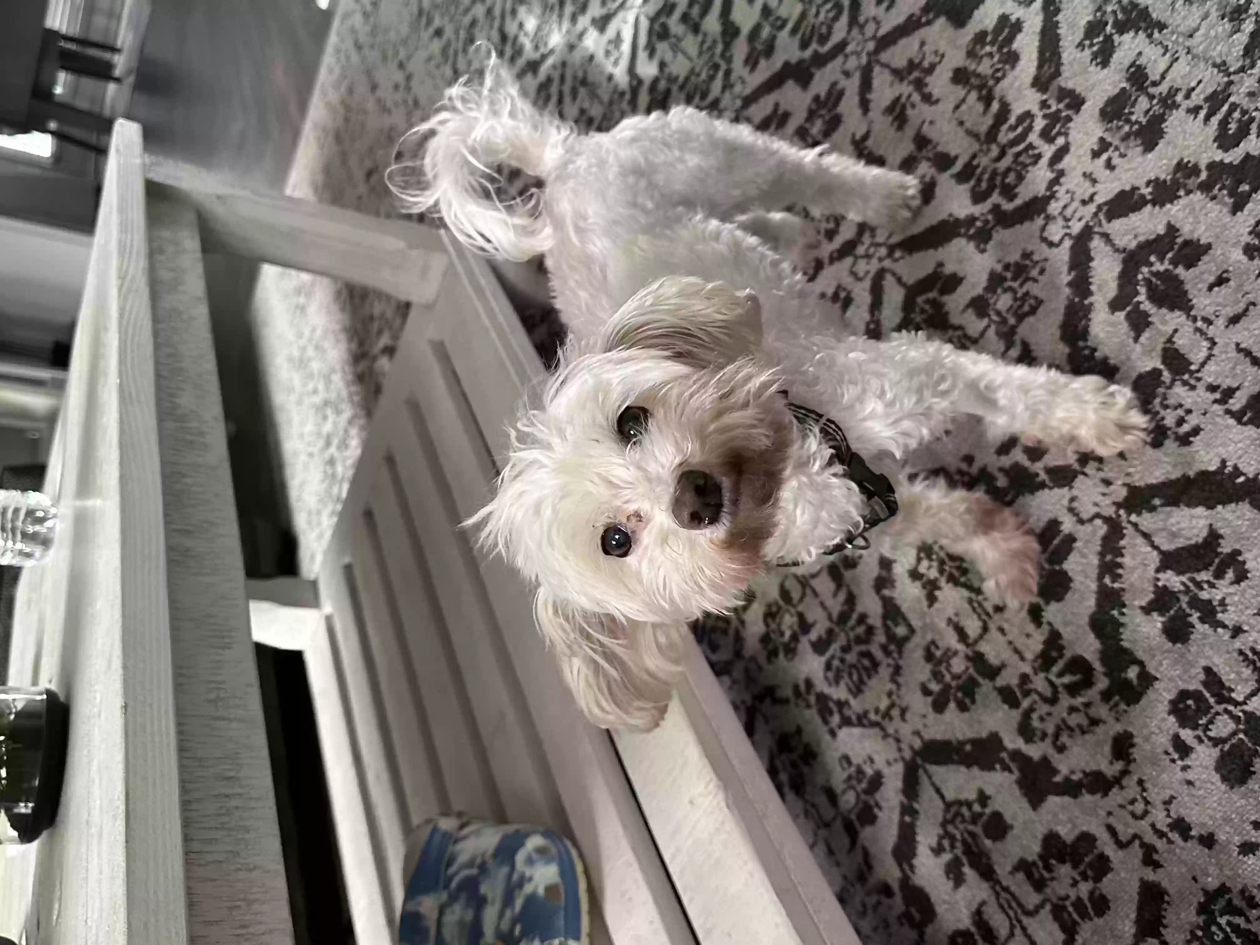 /lostandfound/images/lnfpets/original/155787_photo.webp