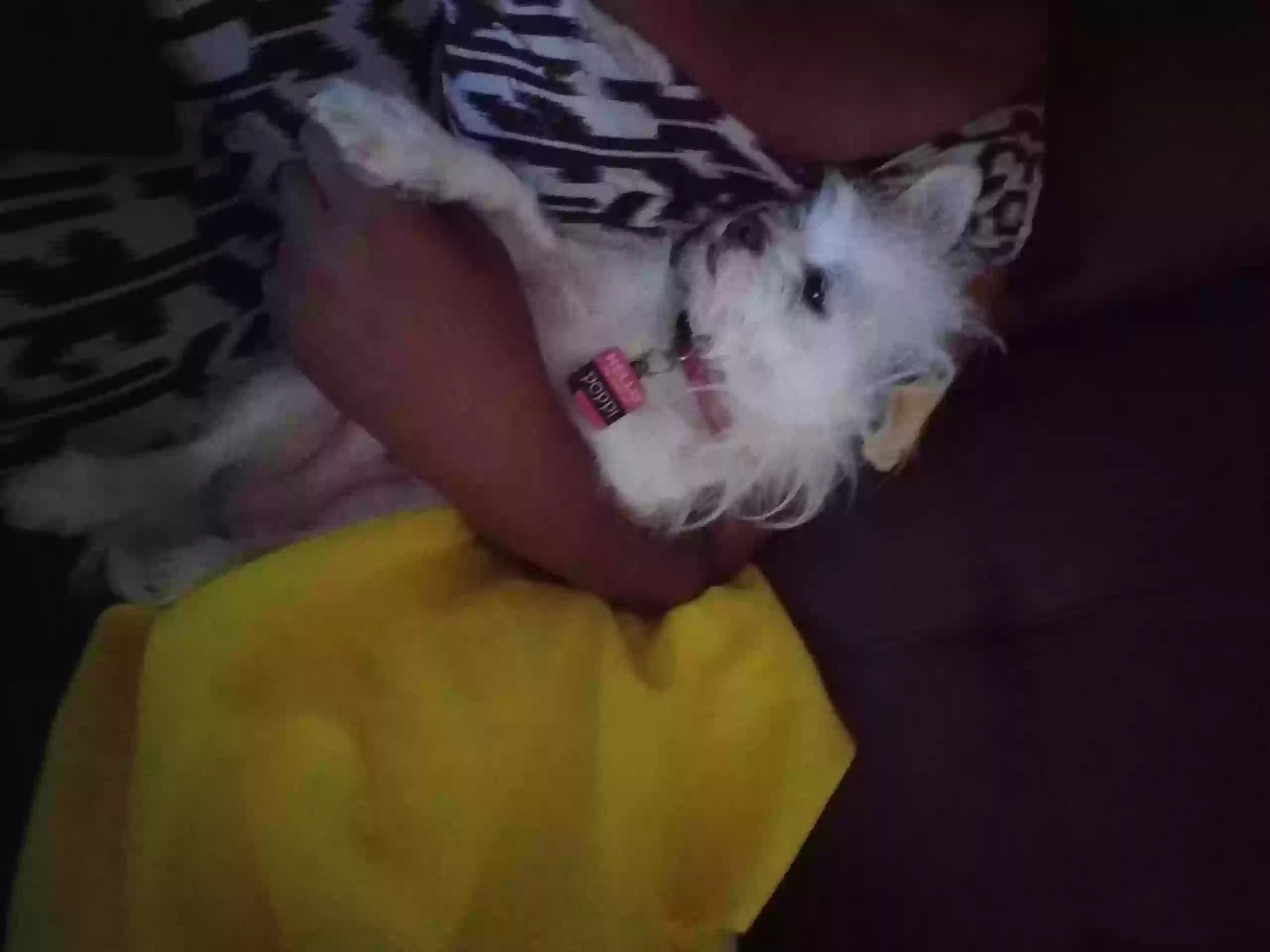 /lostandfound/images/lnfpets/original/155788_photo.webp