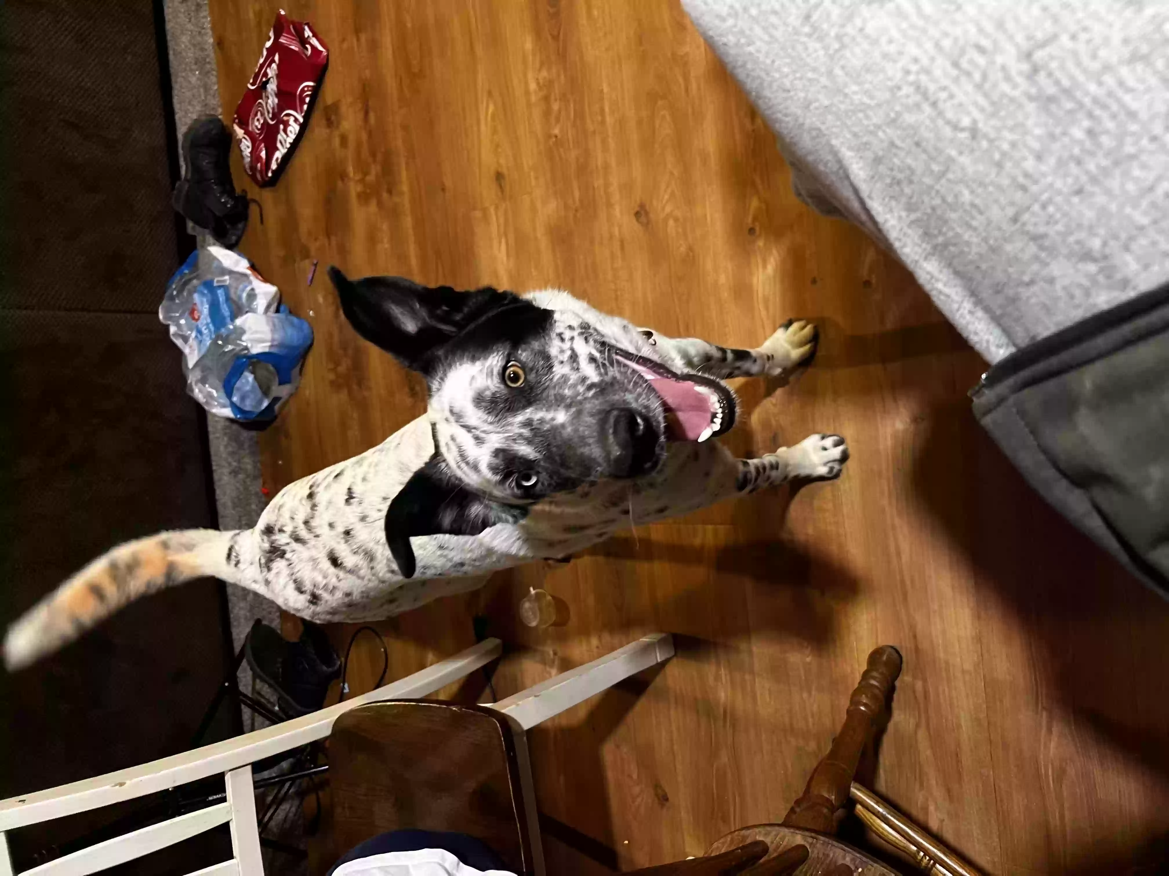 /lostandfound/images/lnfpets/original/155811_photo.webp