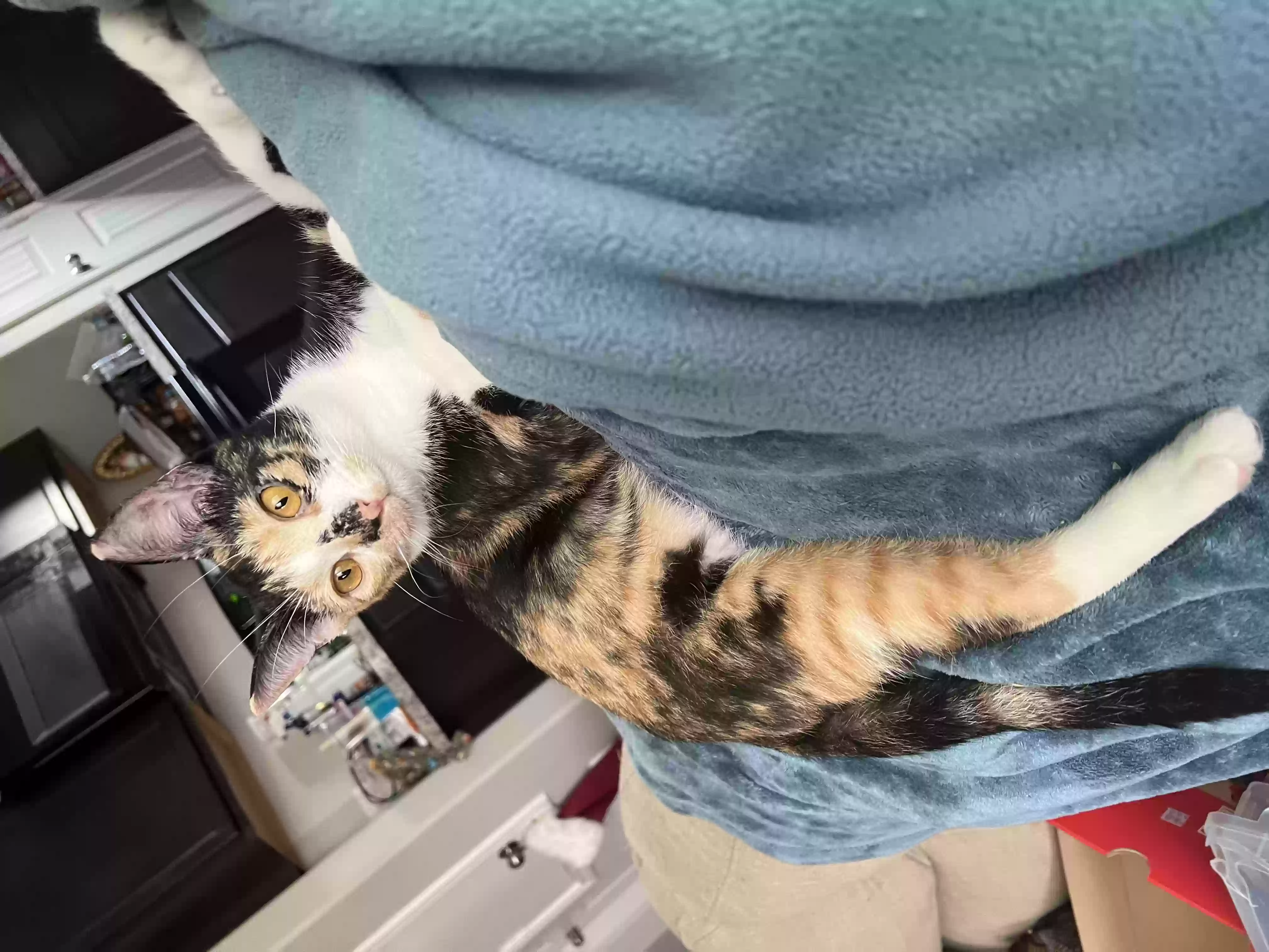 /lostandfound/images/lnfpets/original/155882_photo.webp