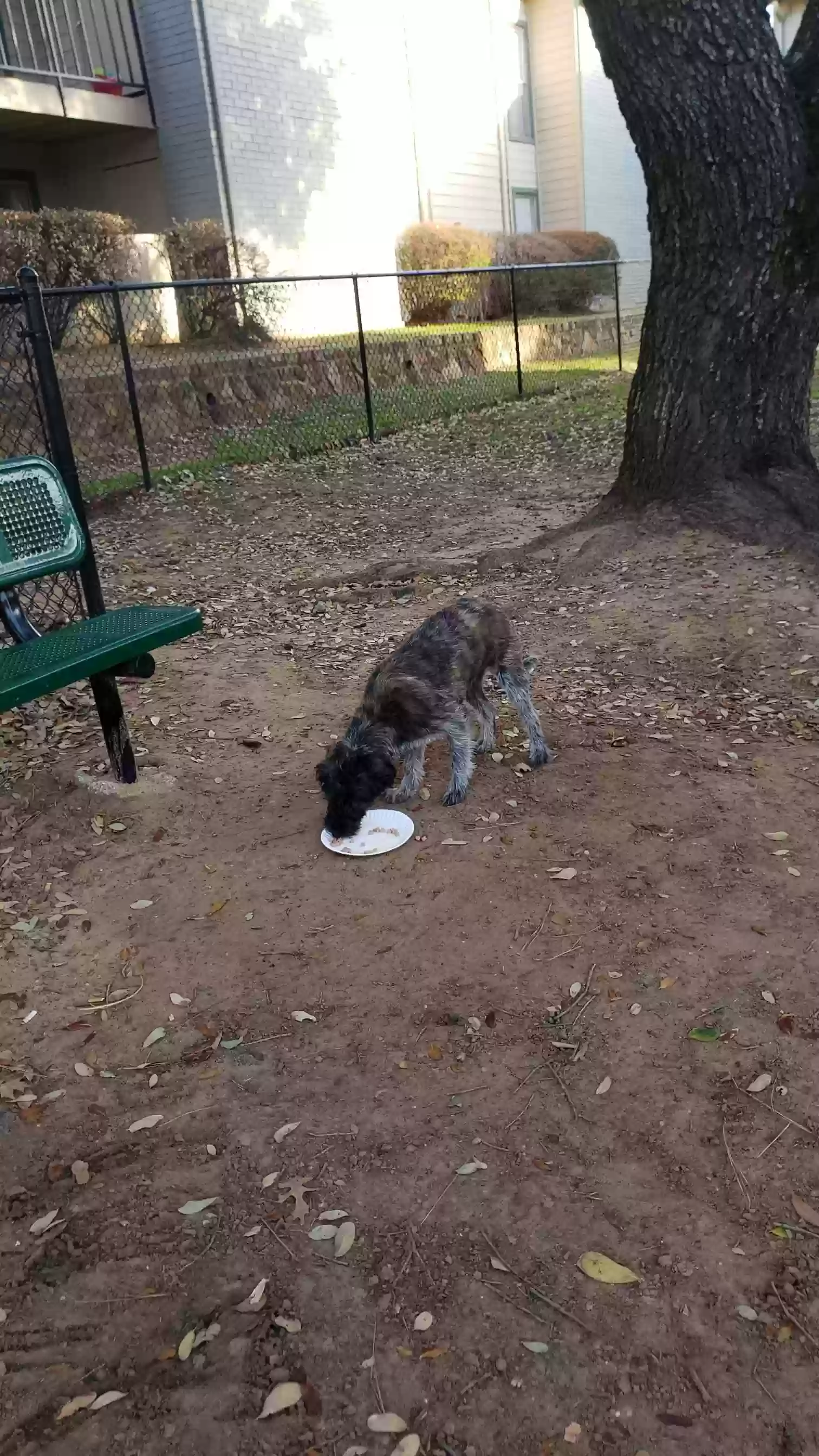 /lostandfound/images/lnfpets/original/155895_photo.webp