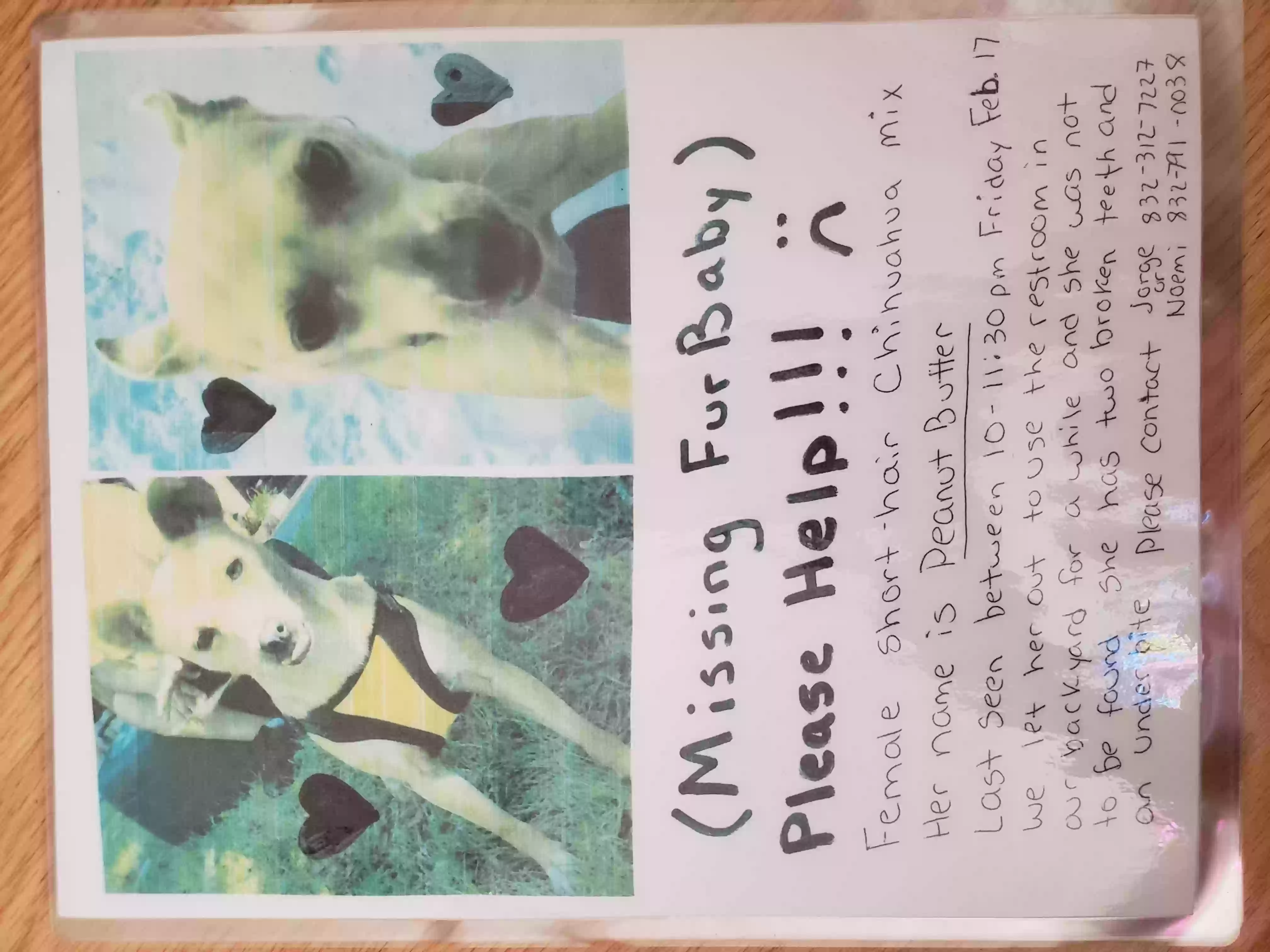 /lostandfound/images/lnfpets/original/155918_photo.webp