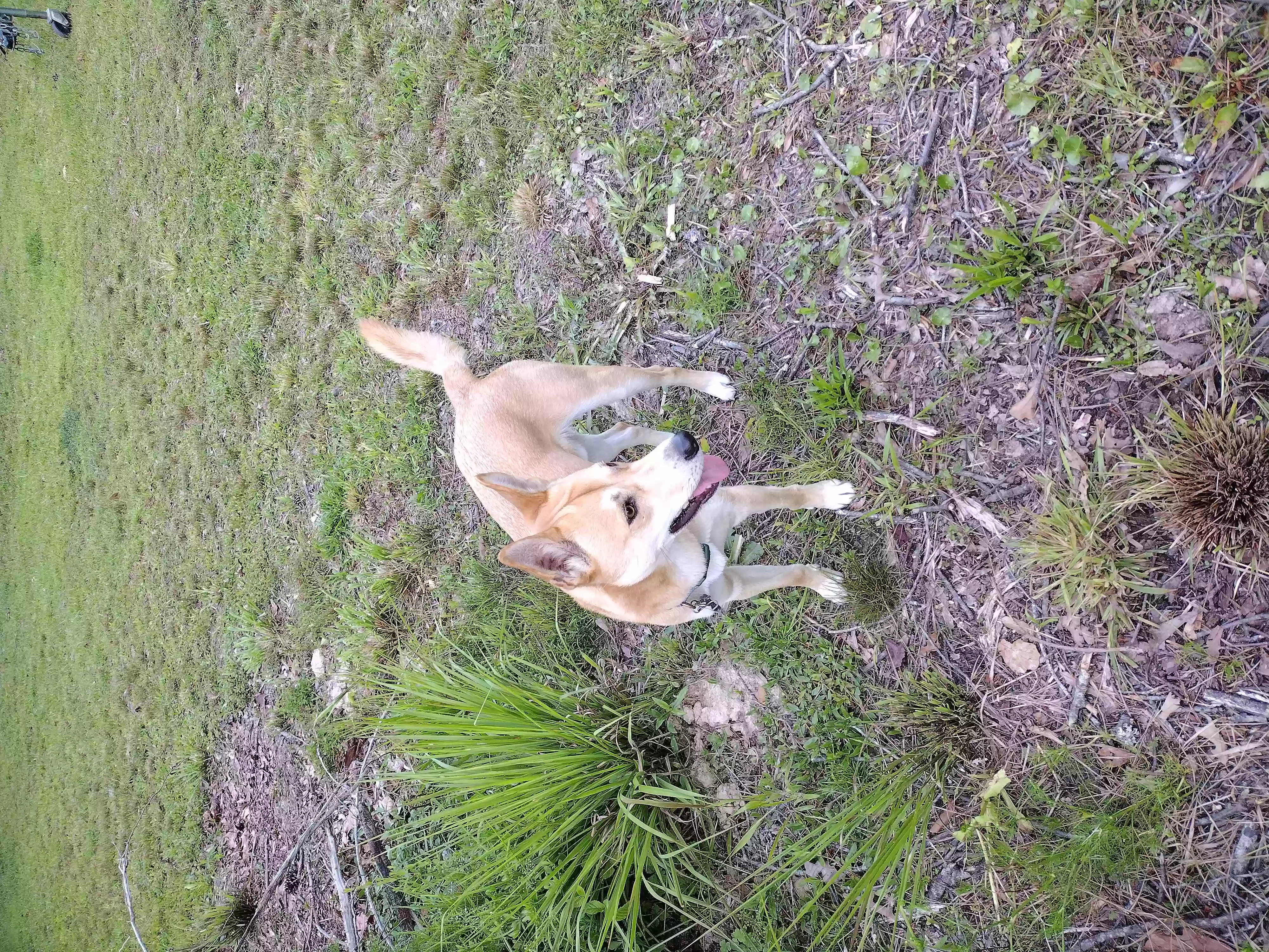 /lostandfound/images/lnfpets/original/155921_photo.webp