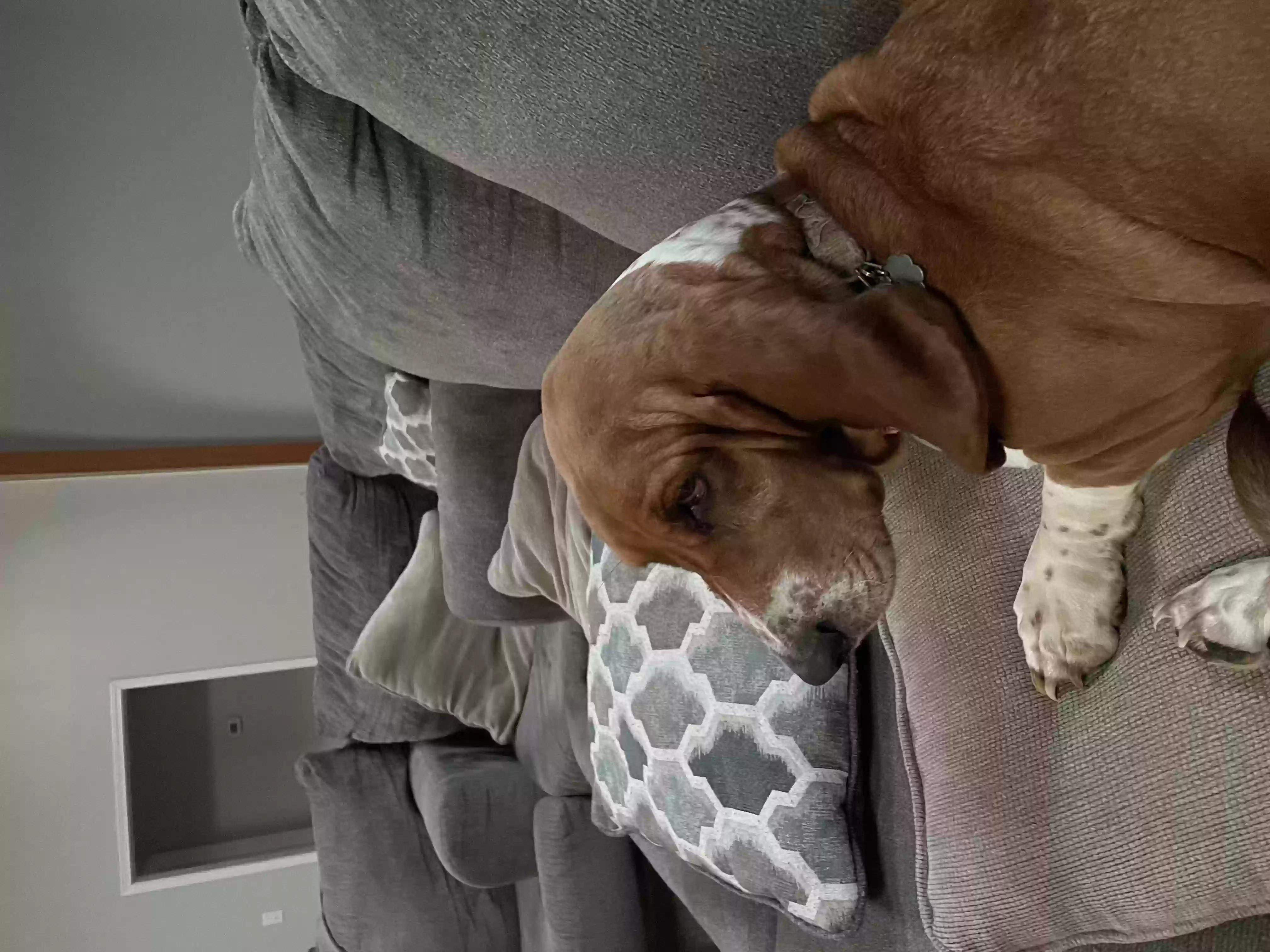 /lostandfound/images/lnfpets/original/155950_photo.webp