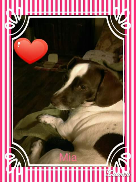 /lostandfound/images/lnfpets/original/156540_9514_FB_IMG_1683695171384.jpg