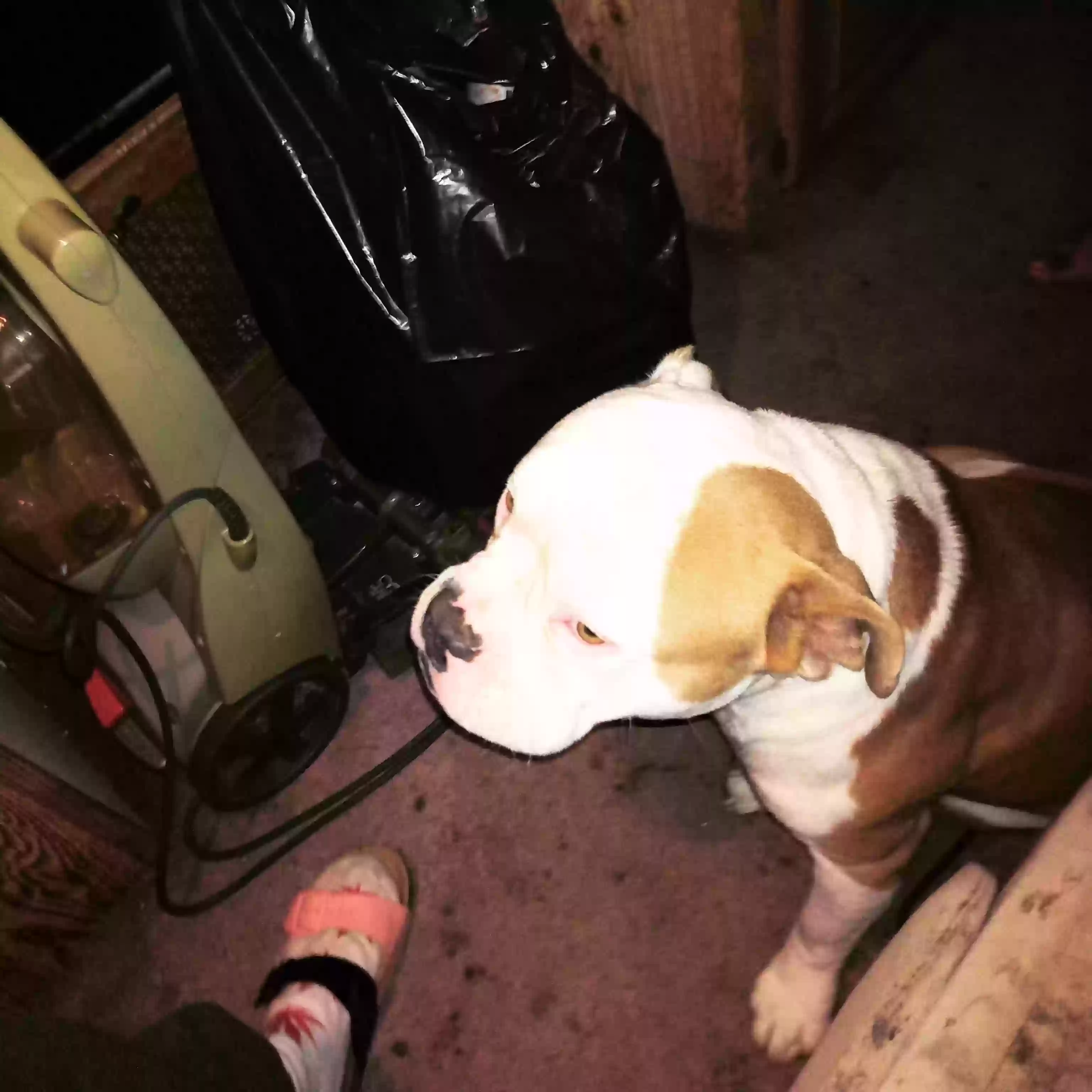 /lostandfound/images/lnfpets/original/156720_photo.webp