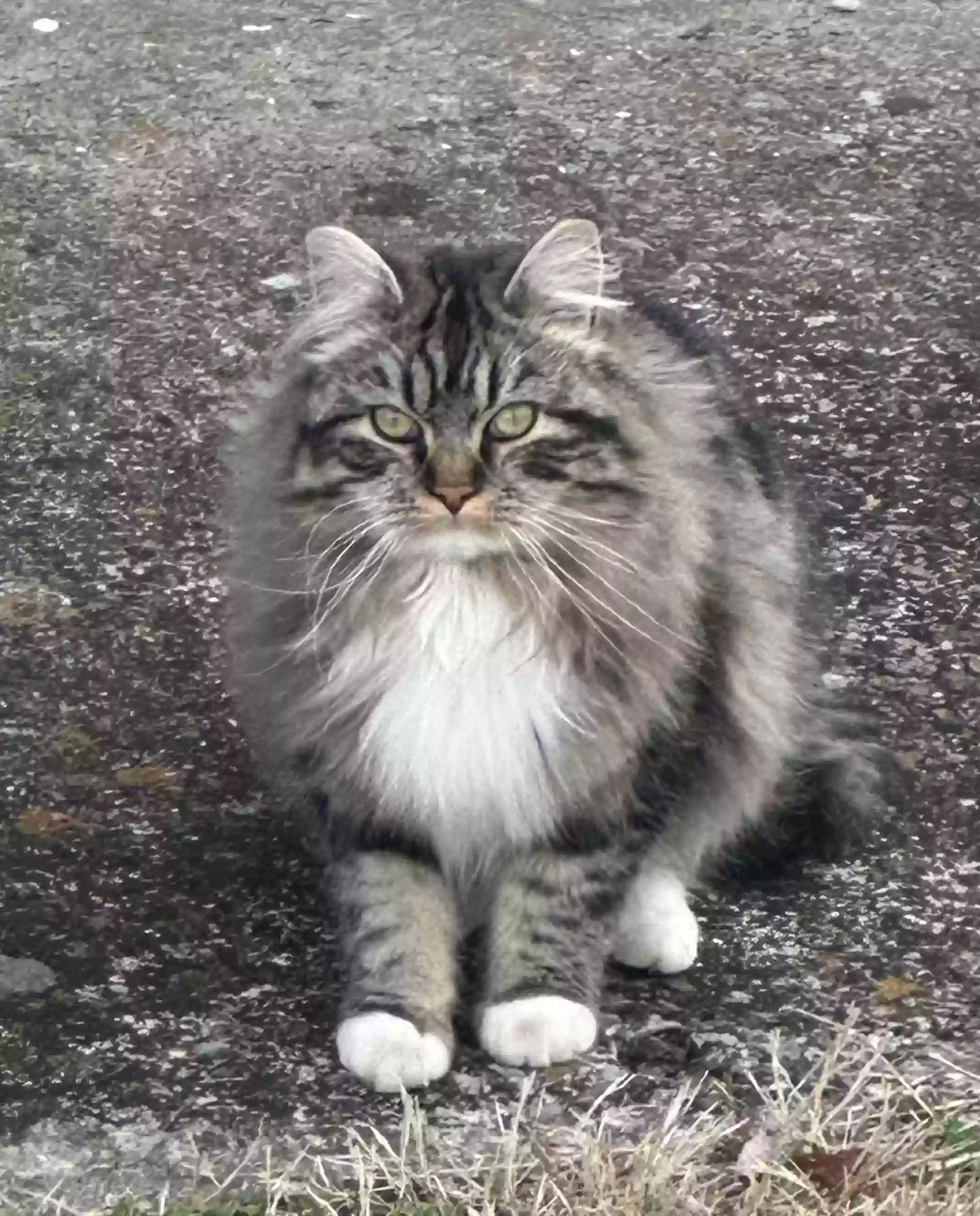 /lostandfound/images/lnfpets/original/156818_photo.webp
