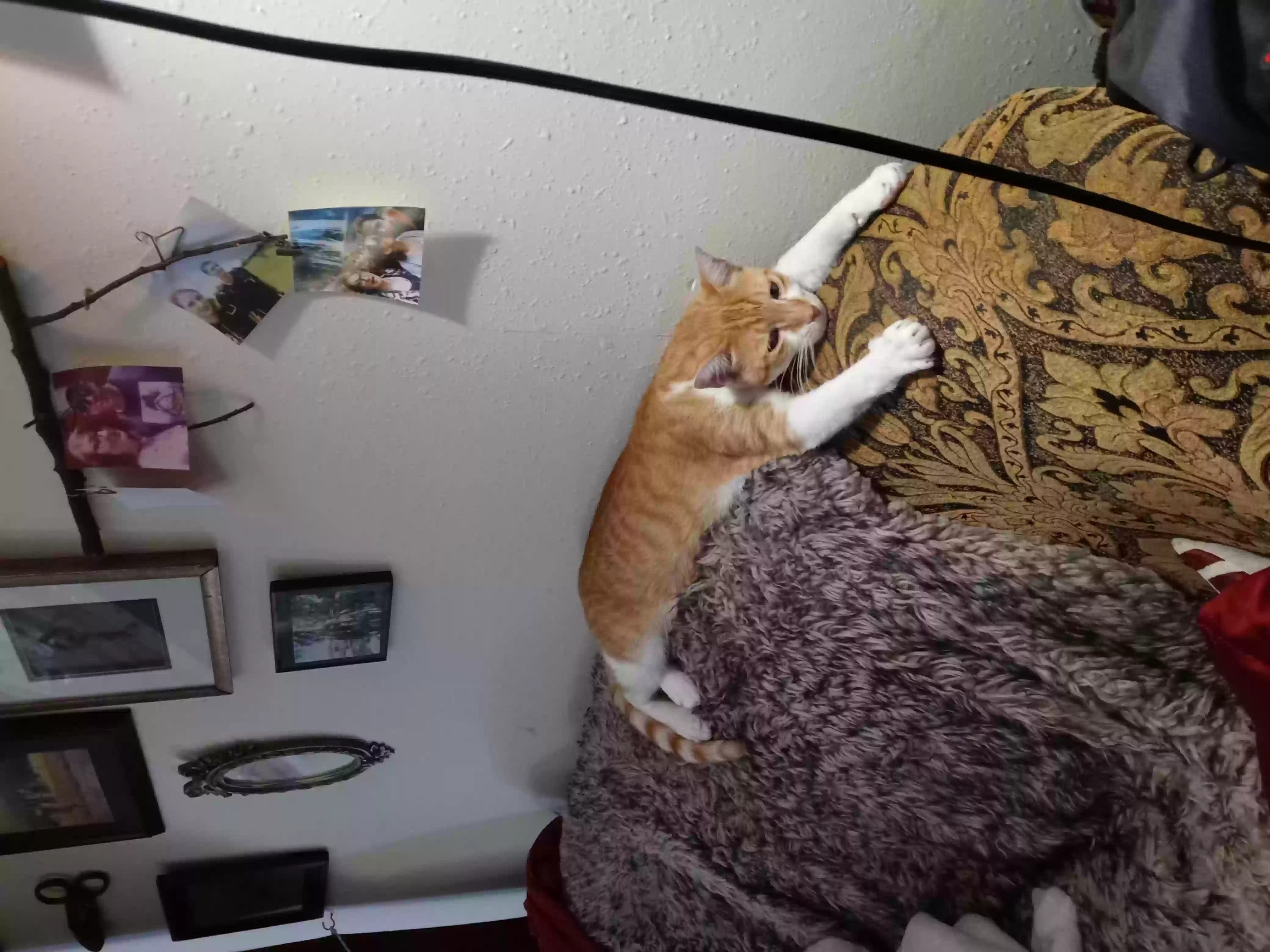 /lostandfound/images/lnfpets/original/156905_photo.webp