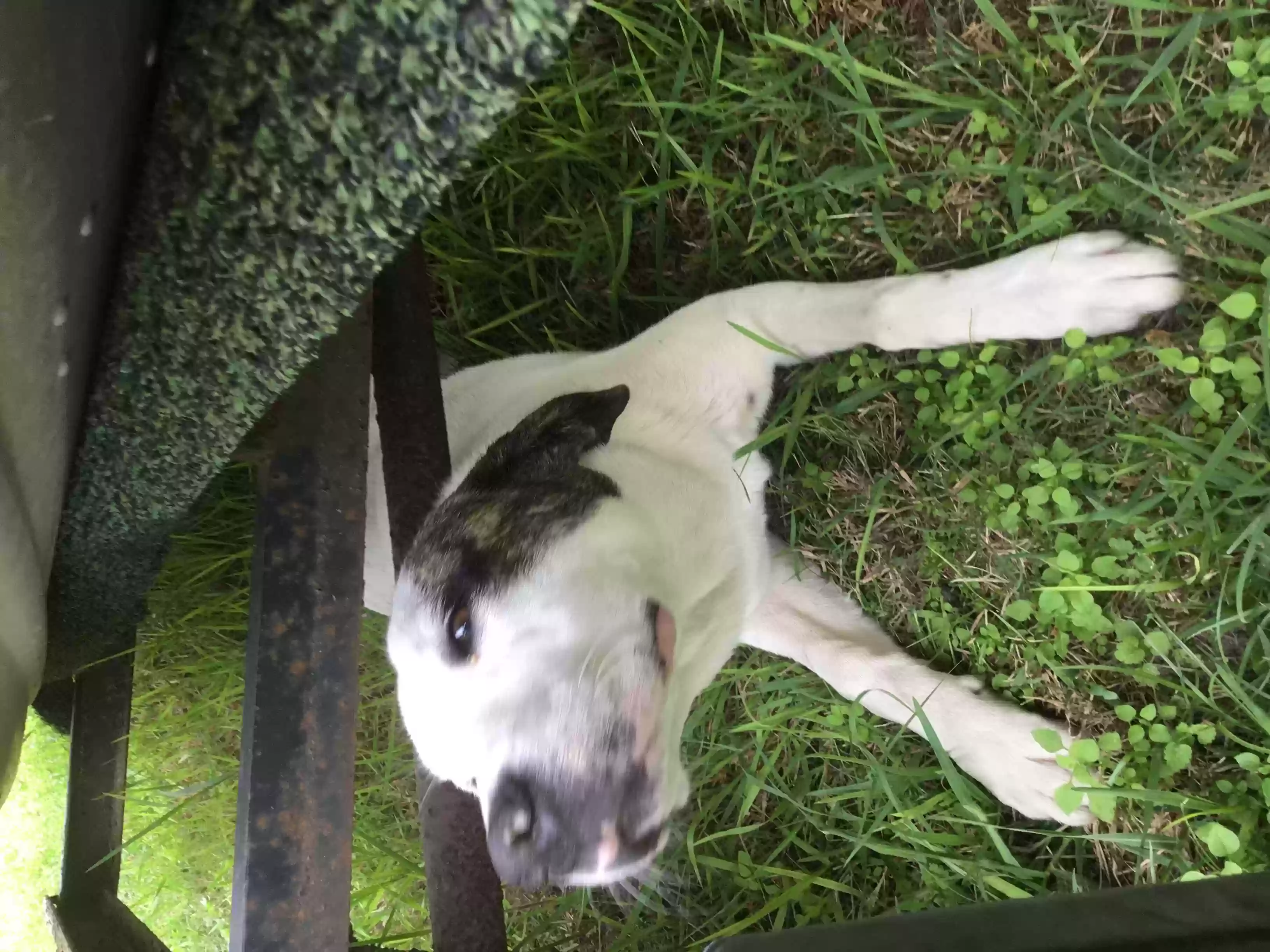 /lostandfound/images/lnfpets/original/156939_photo.webp