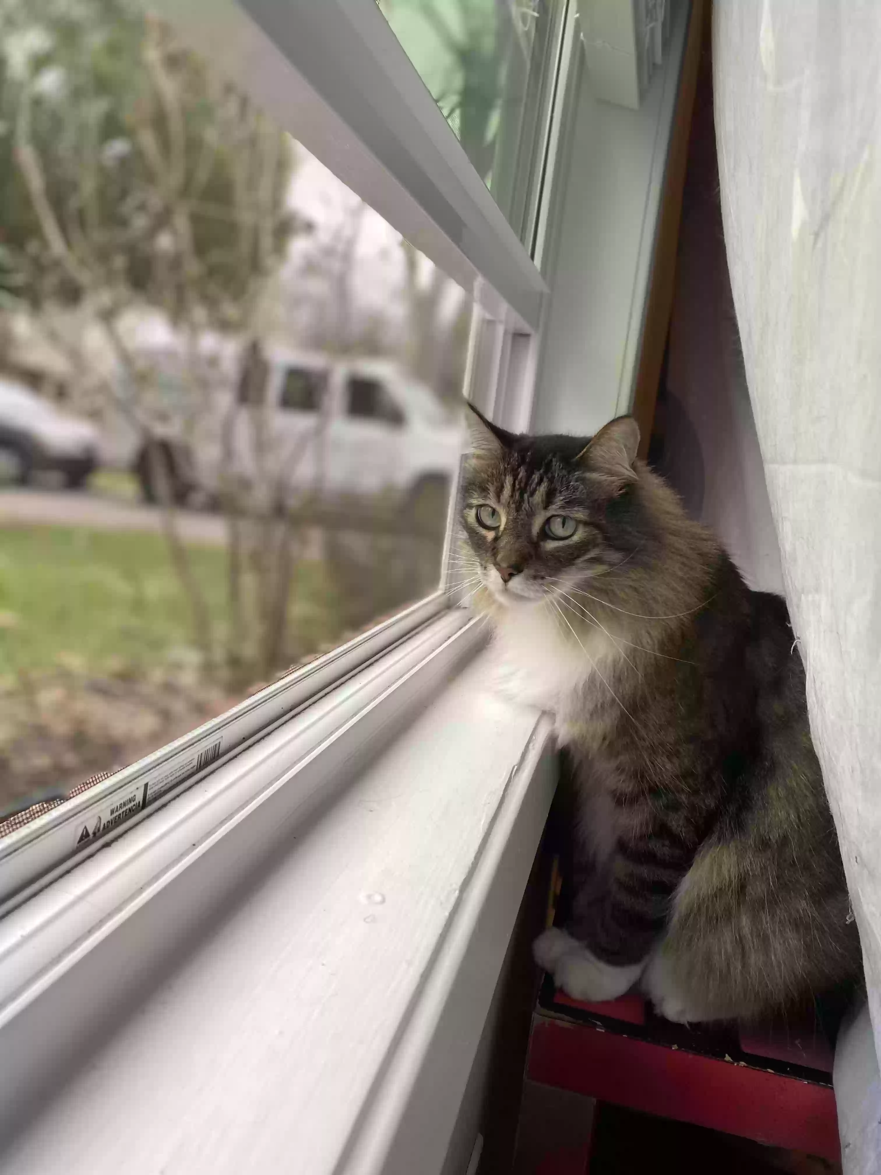 /lostandfound/images/lnfpets/original/157007_photo.webp