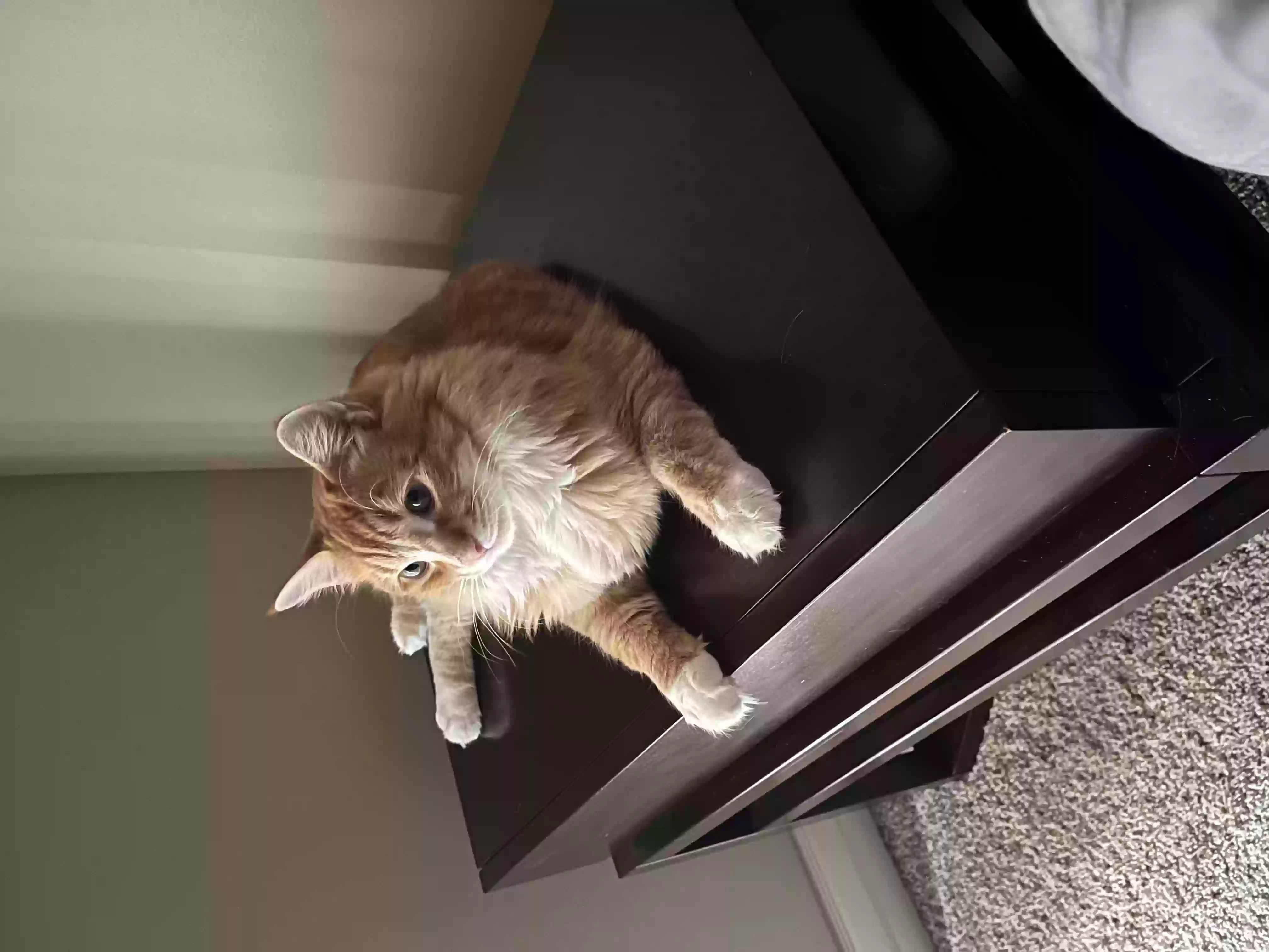 /lostandfound/images/lnfpets/original/157021_photo.webp