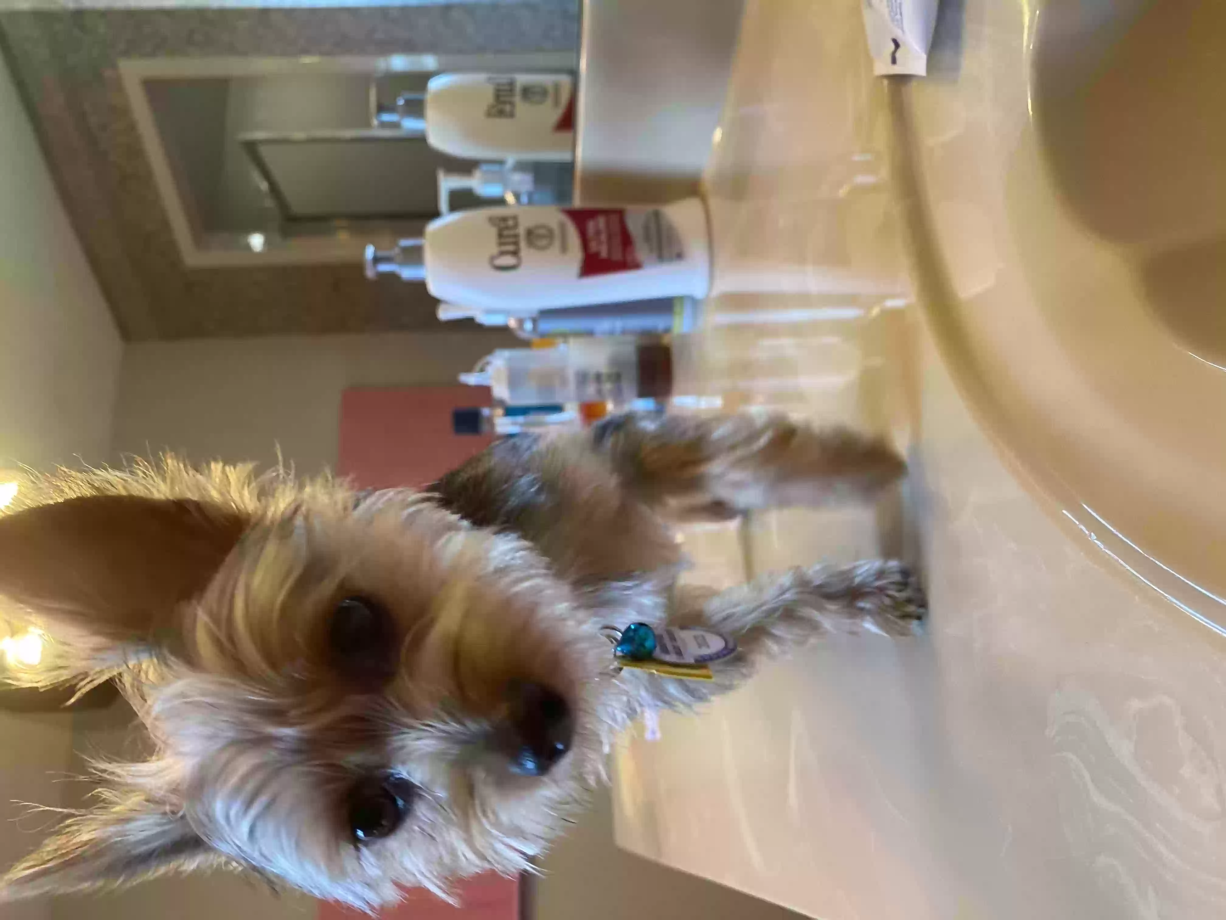 /lostandfound/images/lnfpets/original/157026_photo.webp