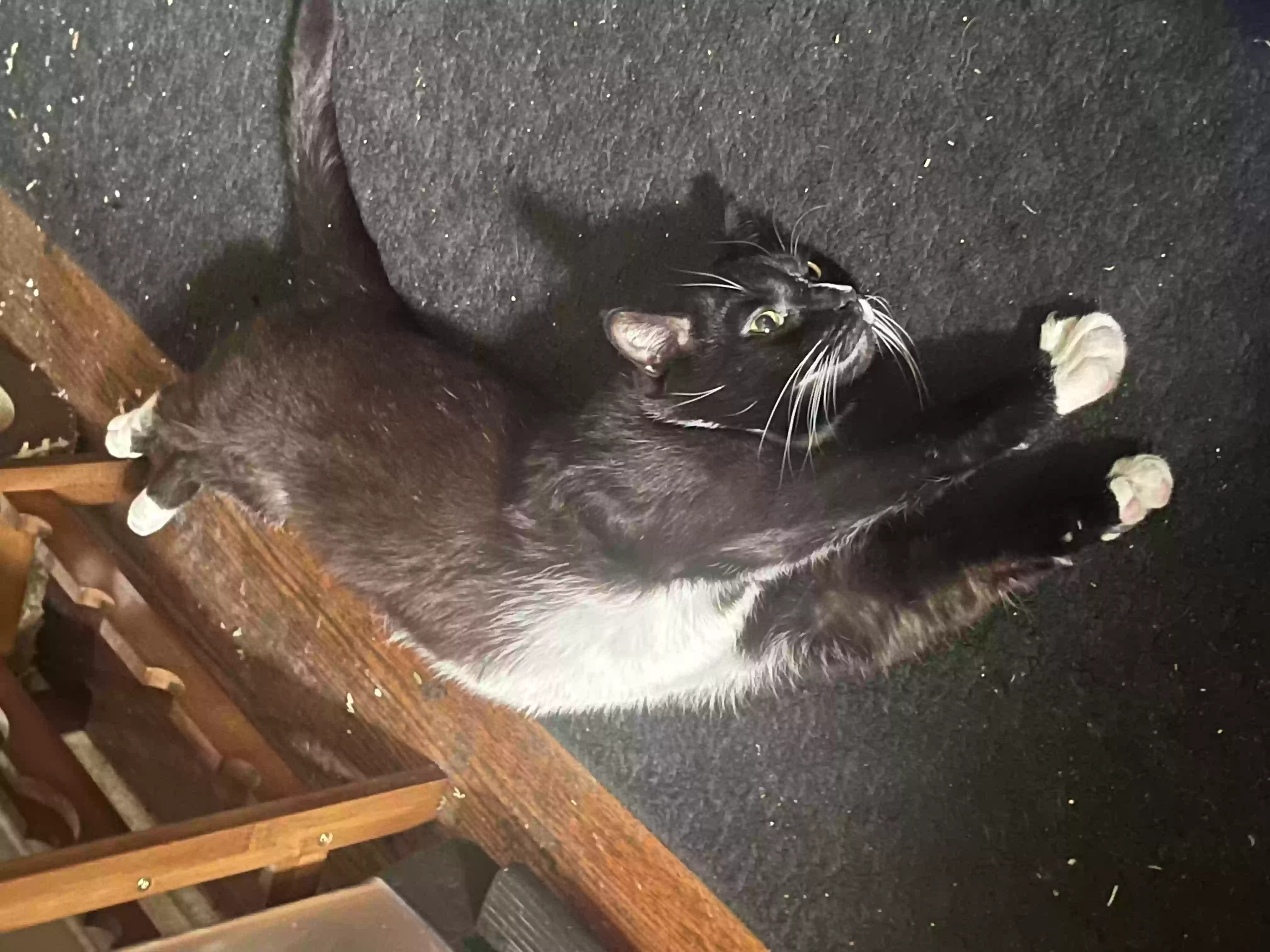 /lostandfound/images/lnfpets/original/157037_photo.webp