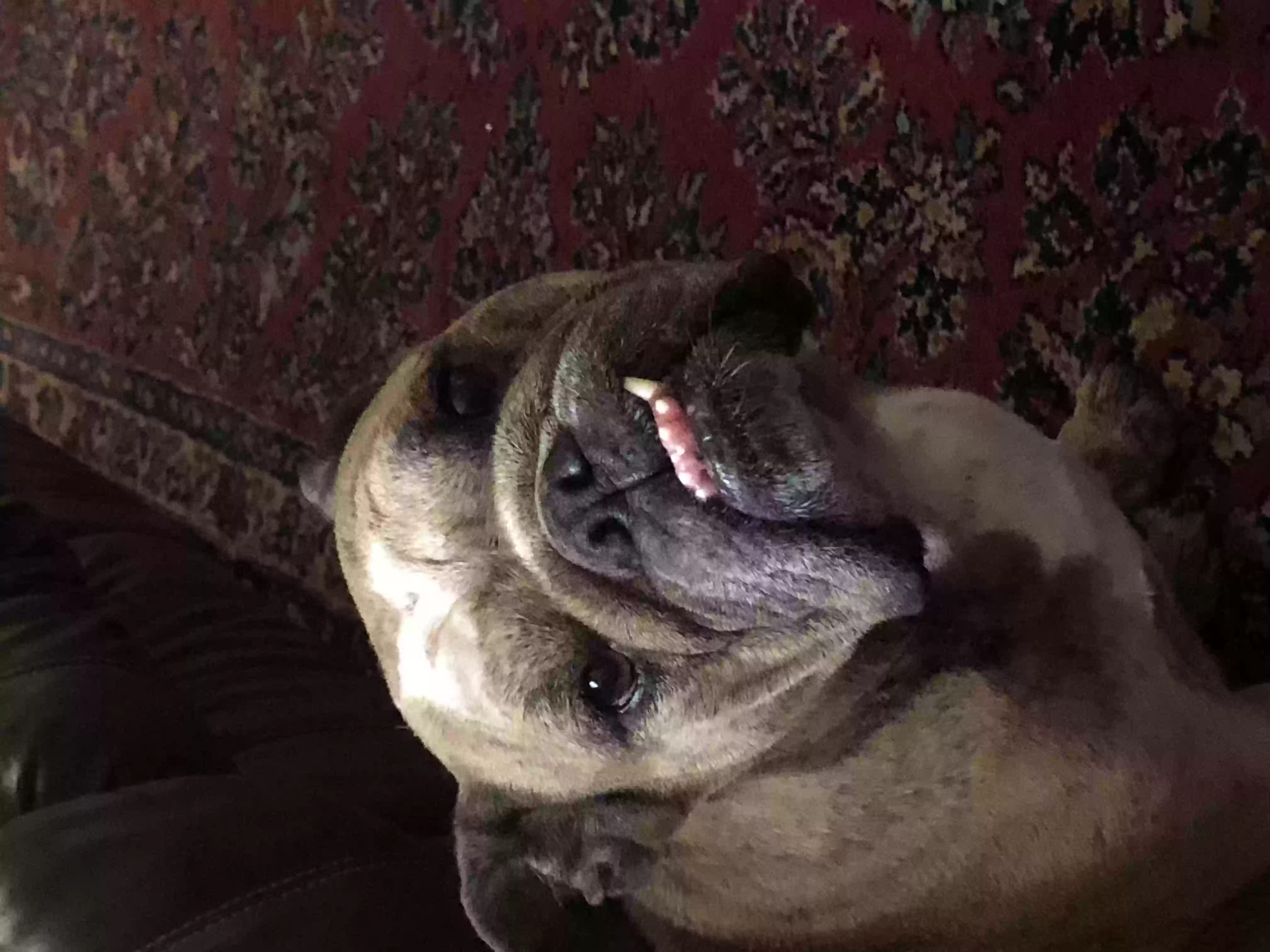 /lostandfound/images/lnfpets/original/157038_photo.webp