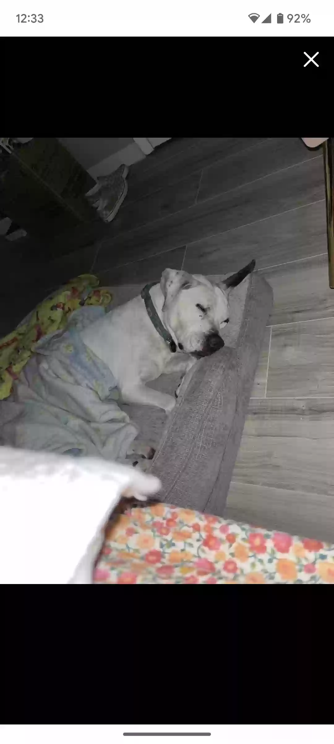 /lostandfound/images/lnfpets/original/157042_photo.webp