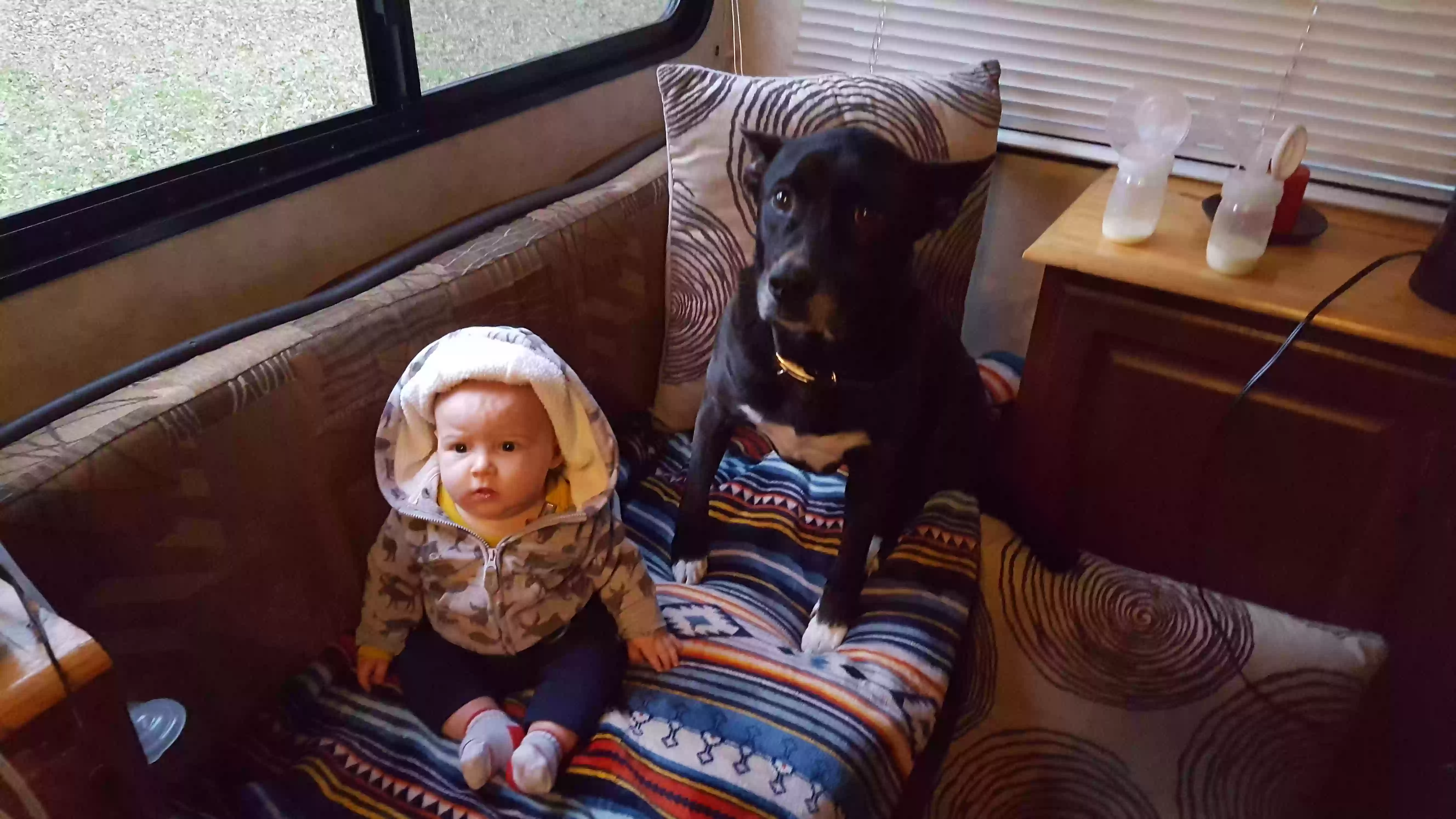 /lostandfound/images/lnfpets/original/157070_photo.webp