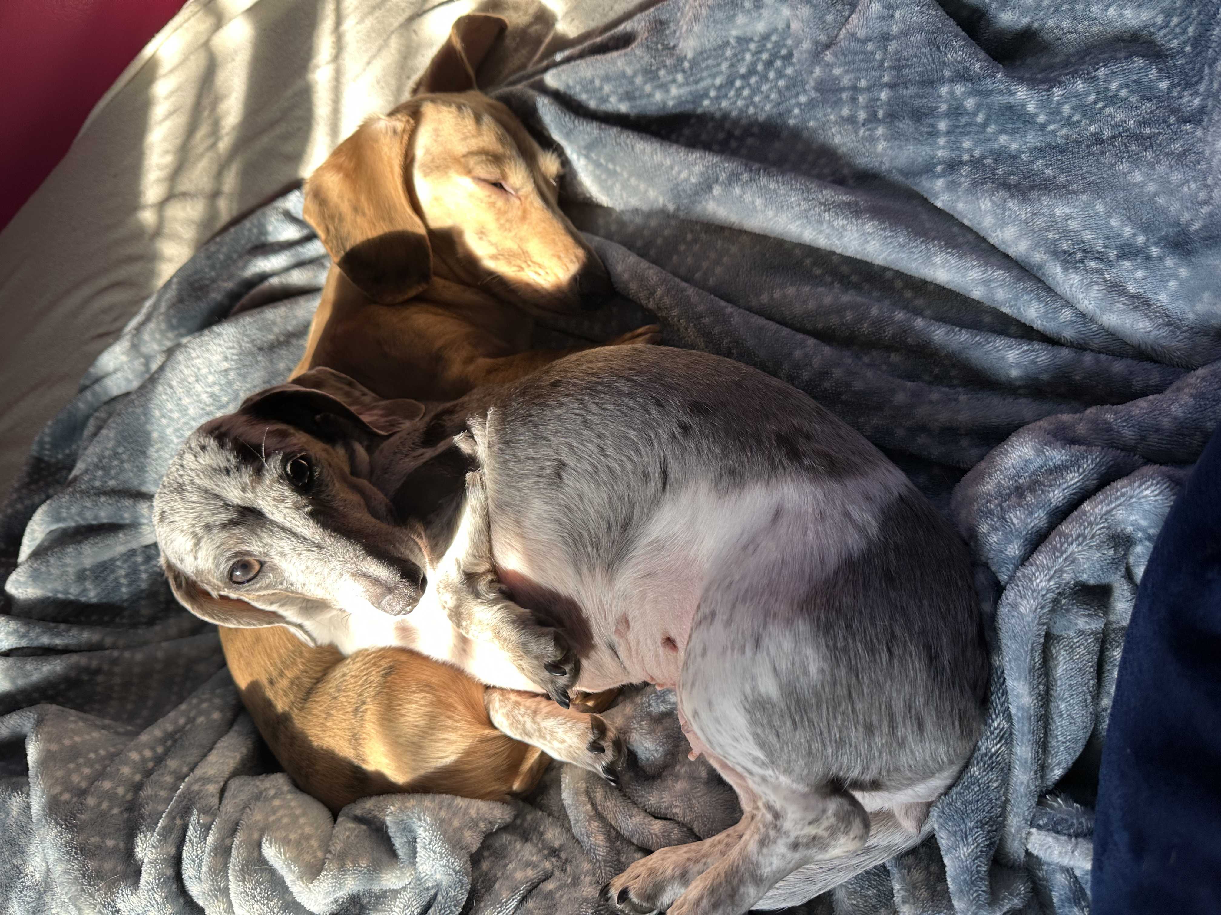 /lostandfound/images/lnfpets/original/157171_photo.jpeg