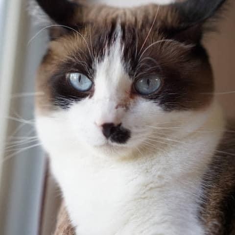 /lostandfound/images/lnfpets/original/157199_photo.jpeg