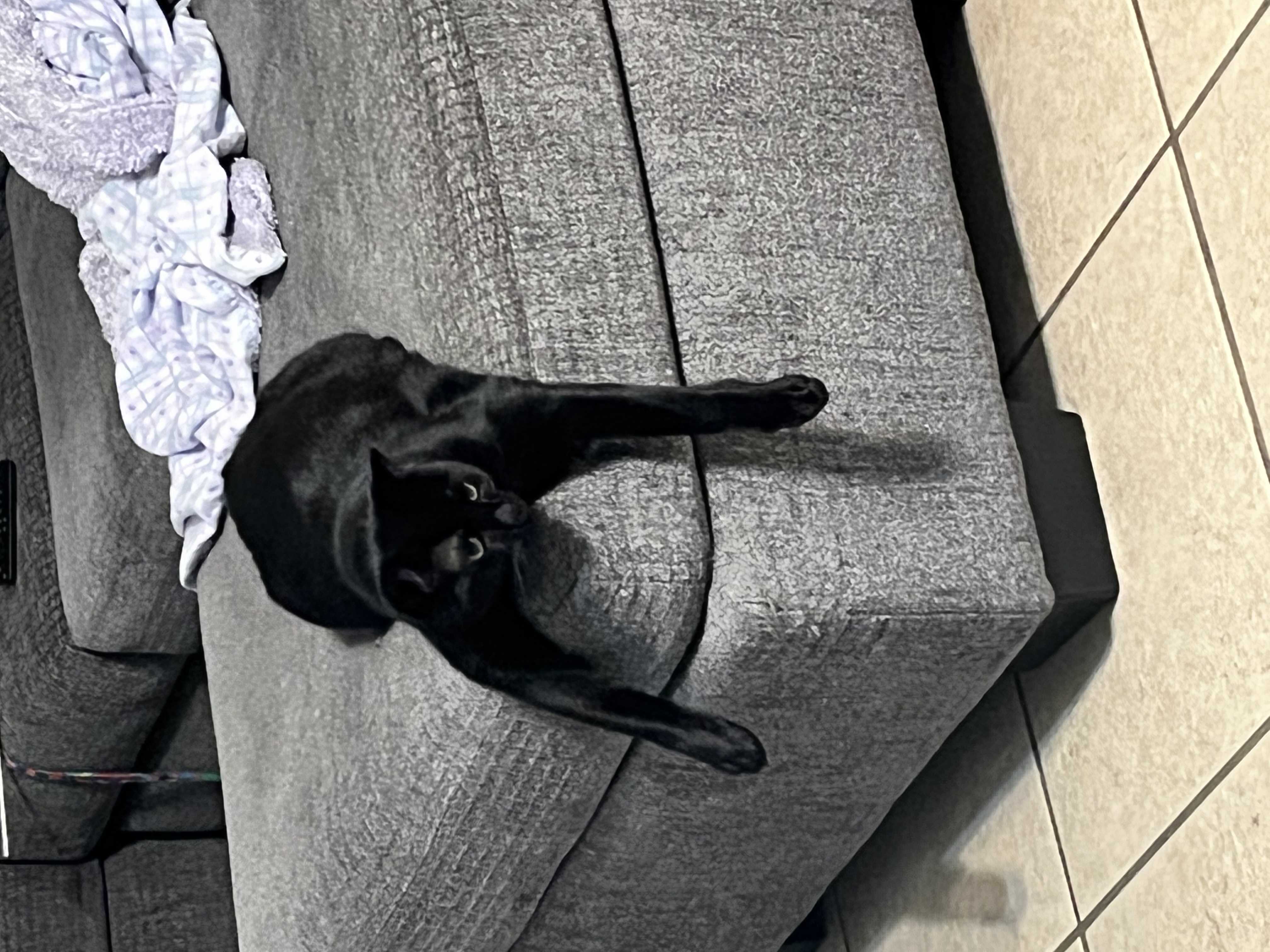 /lostandfound/images/lnfpets/original/157214_photo.jpeg