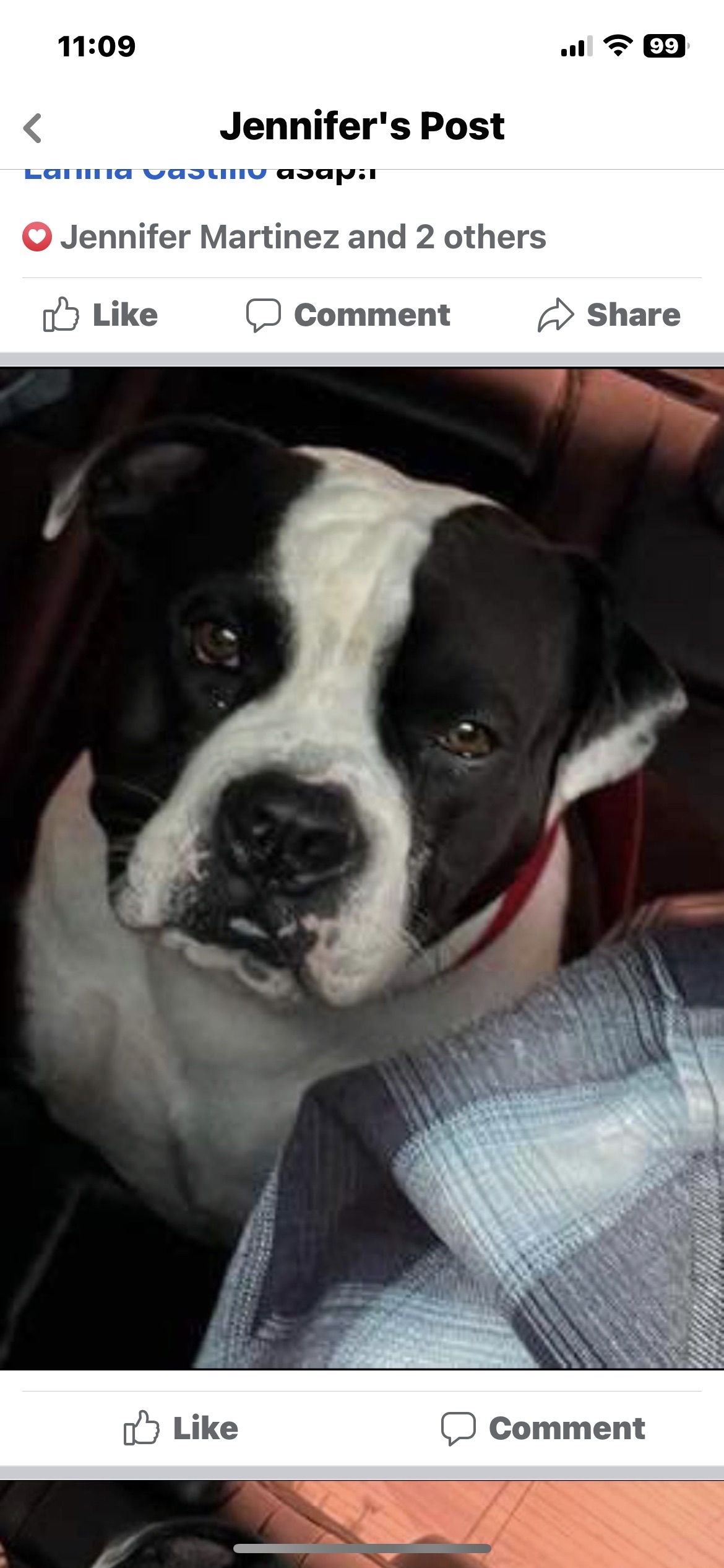 /lostandfound/images/lnfpets/original/157231_photo.jpeg