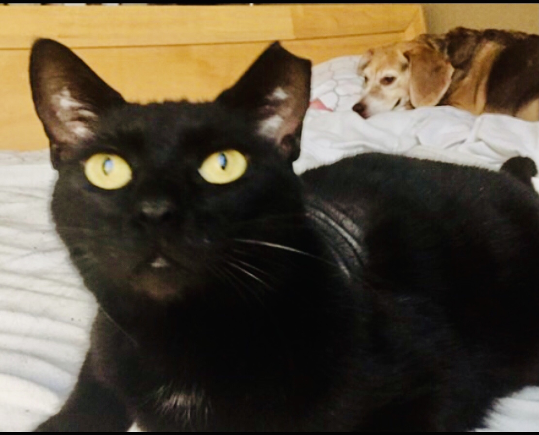 /lostandfound/images/lnfpets/original/157264_photo.jpeg