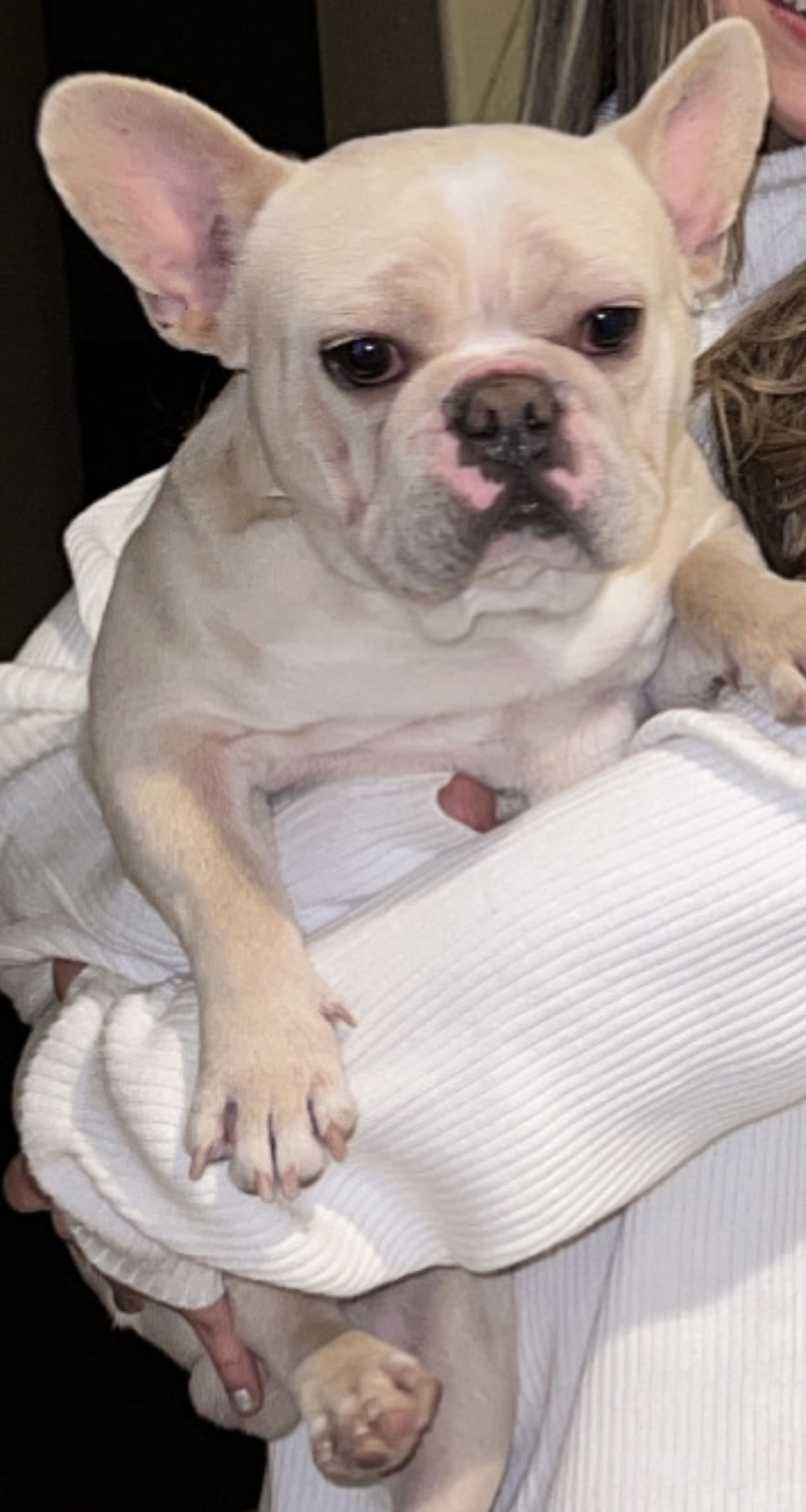 /lostandfound/images/lnfpets/original/157290_photo.jpeg