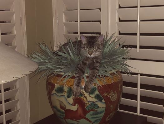 /lostandfound/images/lnfpets/original/157297_photo.jpg
