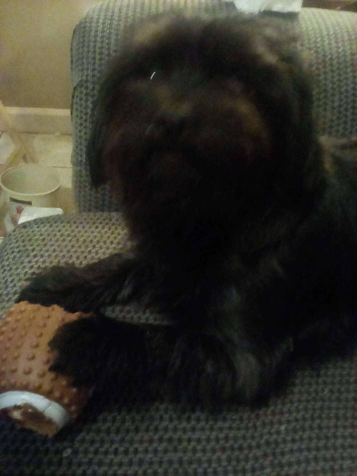 /lostandfound/images/lnfpets/original/157324_photo.jpg