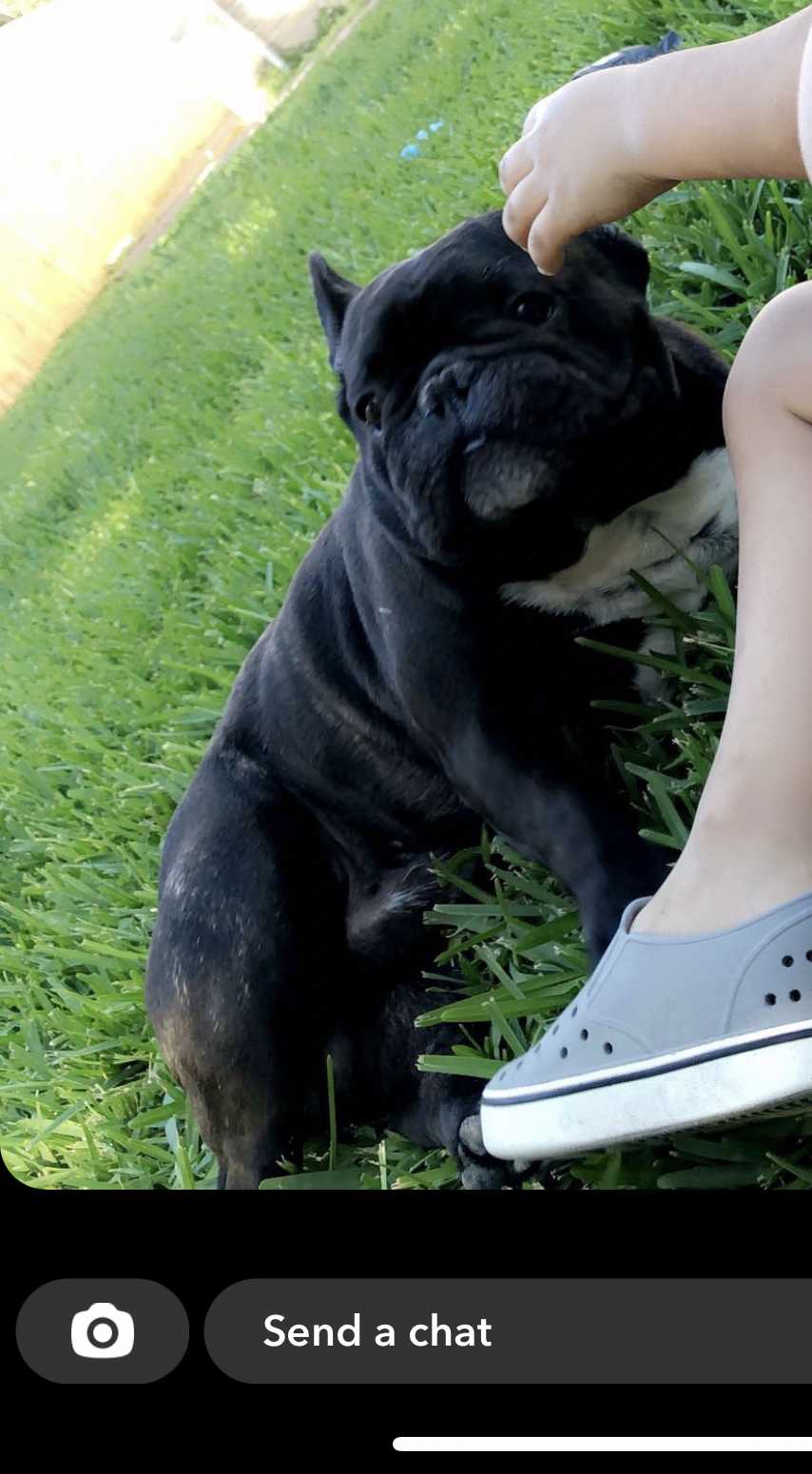 /lostandfound/images/lnfpets/original/157356_photo.jpeg
