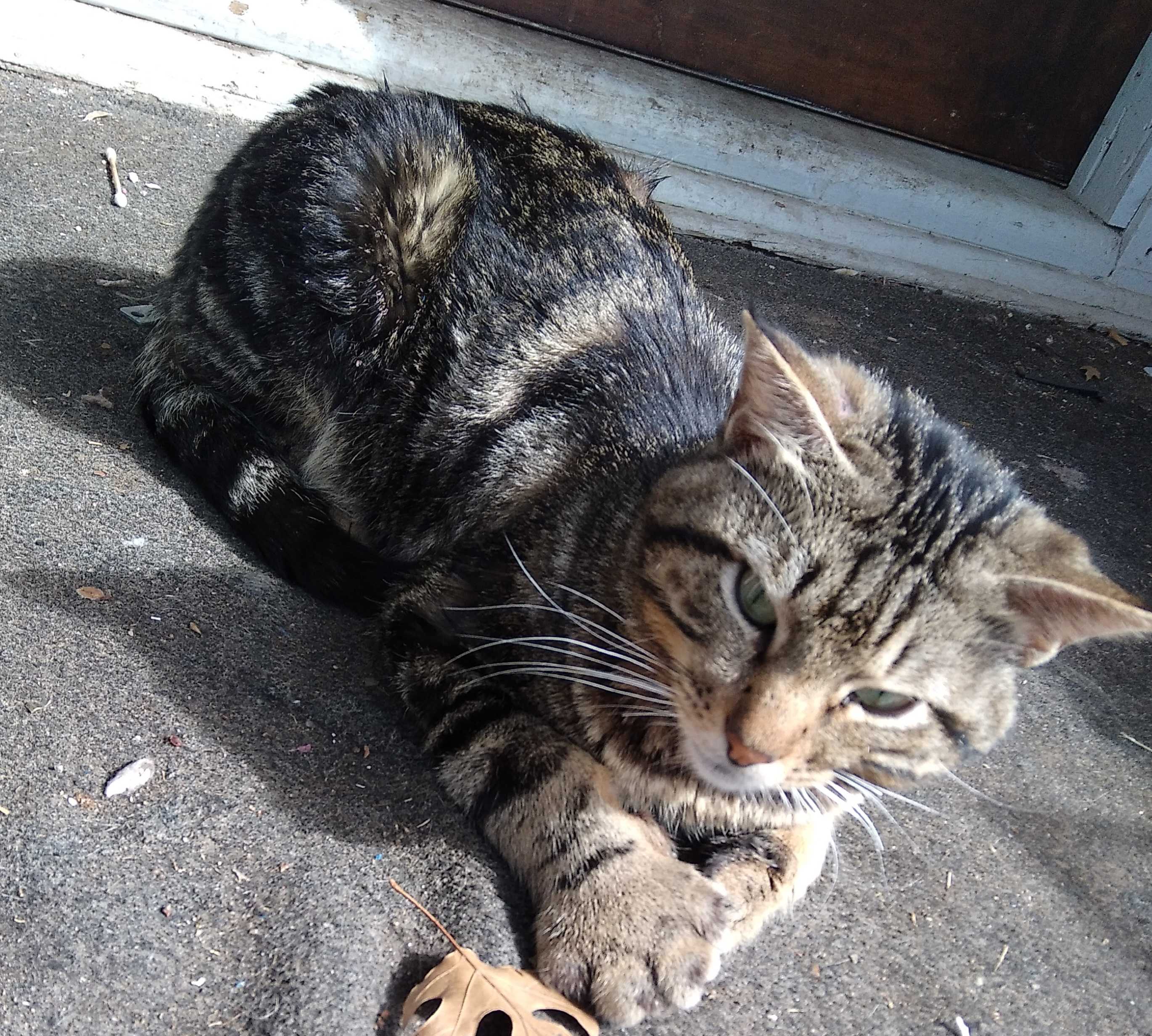 /lostandfound/images/lnfpets/original/157366_photo.jpg