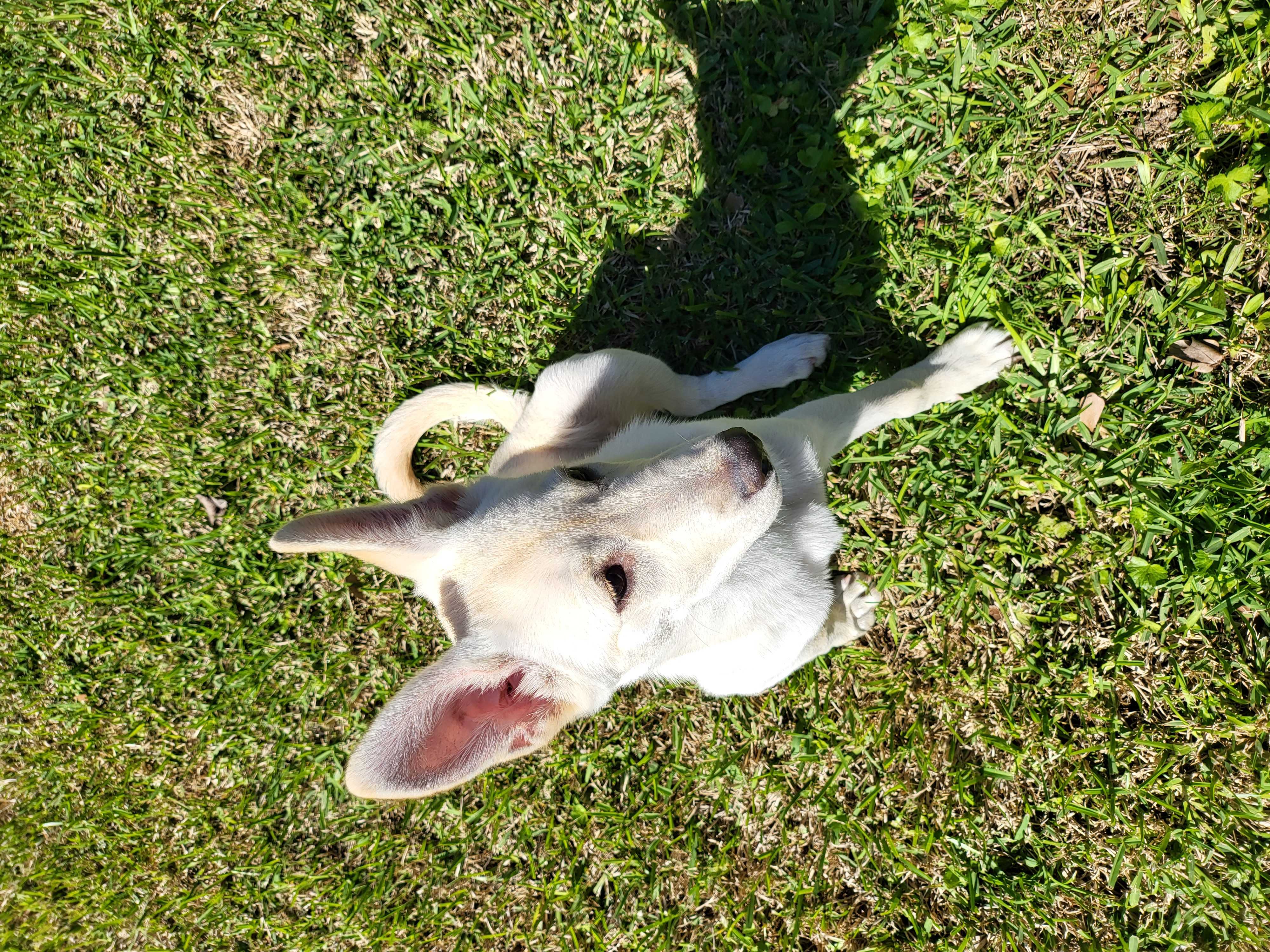 /lostandfound/images/lnfpets/original/157386_photo.jpg