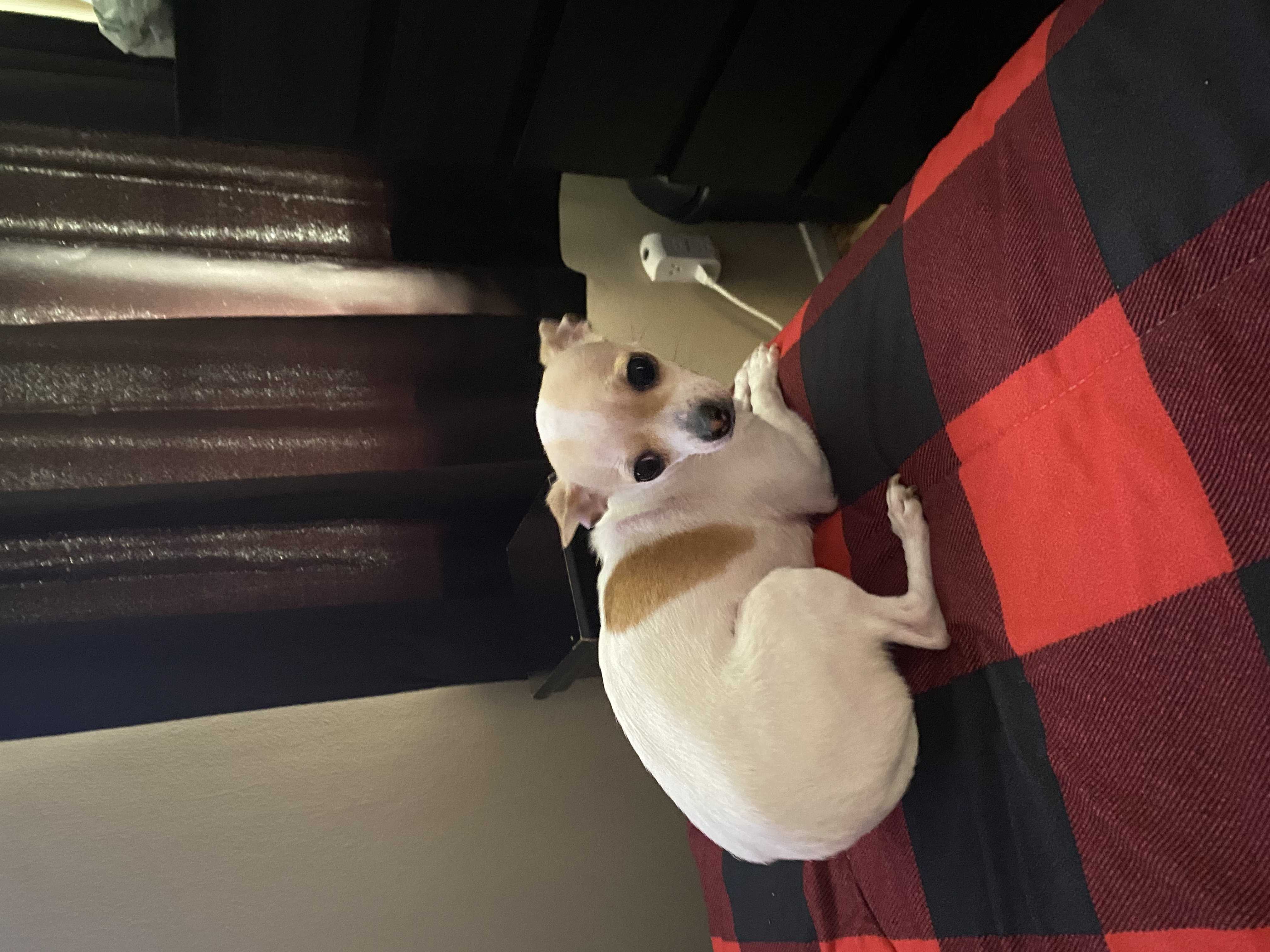 /lostandfound/images/lnfpets/original/157395_photo.jpeg