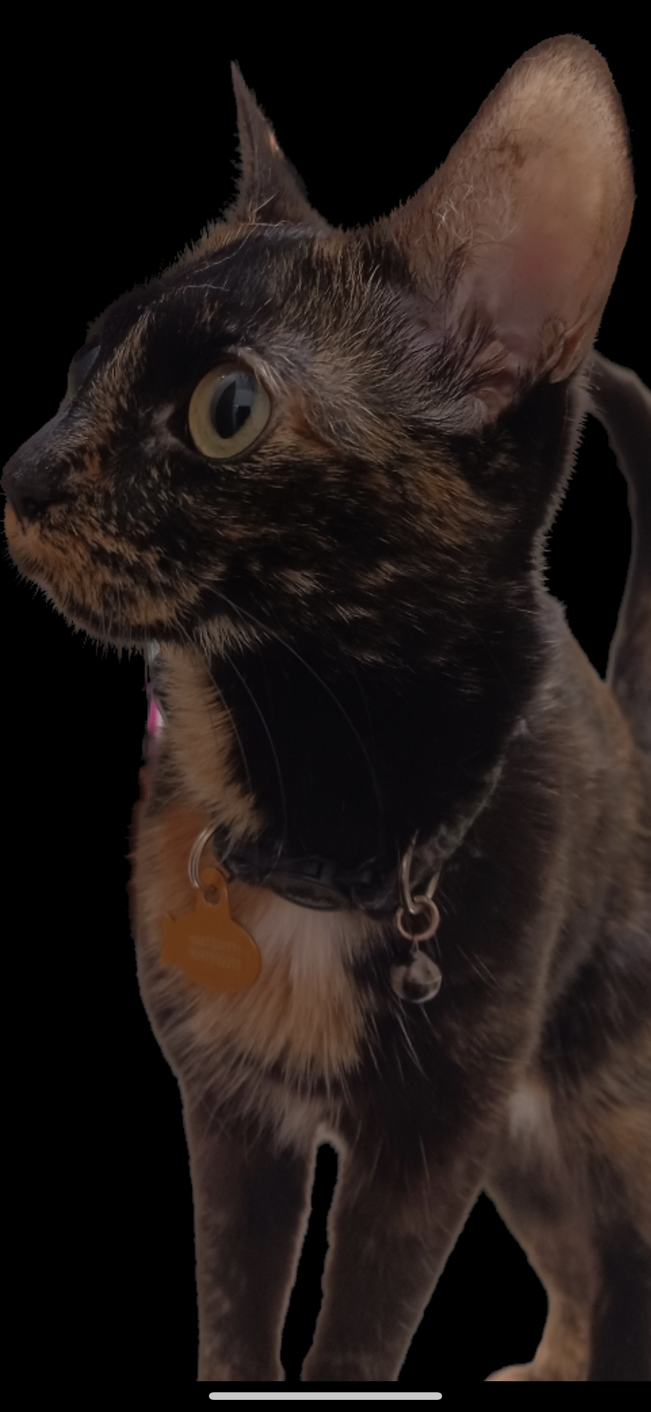 /lostandfound/images/lnfpets/original/157398_photo.jpeg