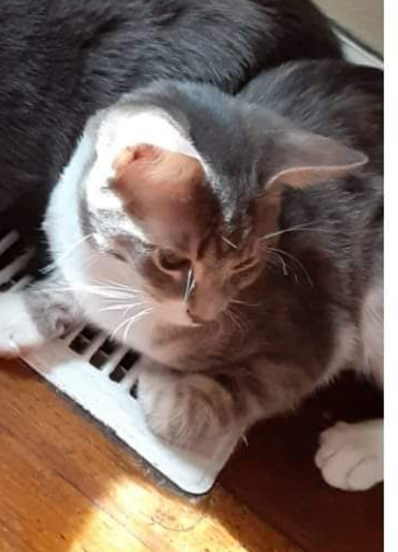 /lostandfound/images/lnfpets/original/157408_photo.png