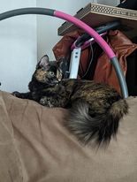 /lostandfound/images/lnfpets/original/157422_tphoto.jpeg