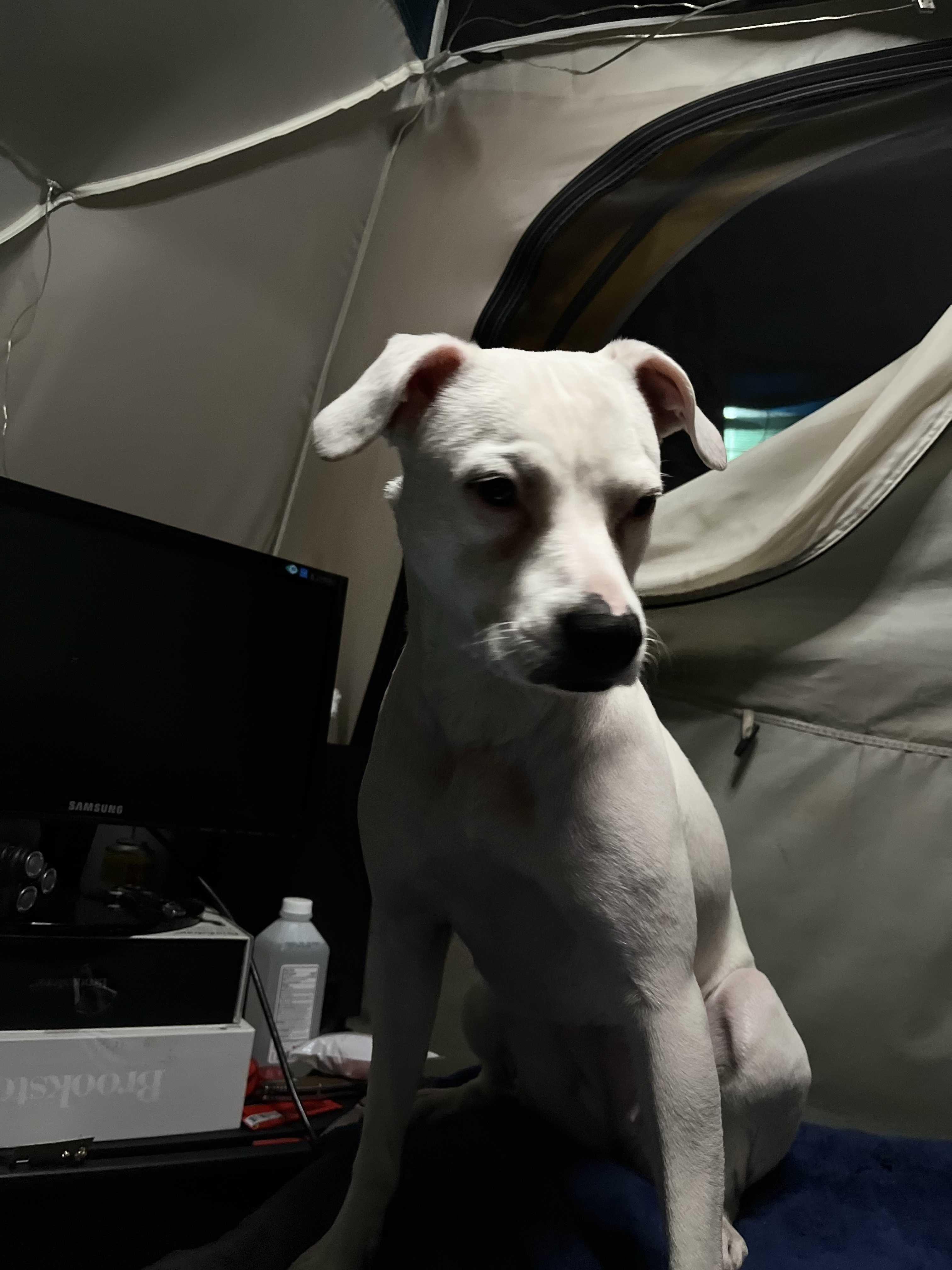 /lostandfound/images/lnfpets/original/157423_photo.jpeg