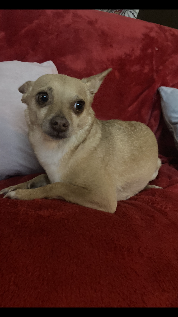 /lostandfound/images/lnfpets/original/157436_photo.png